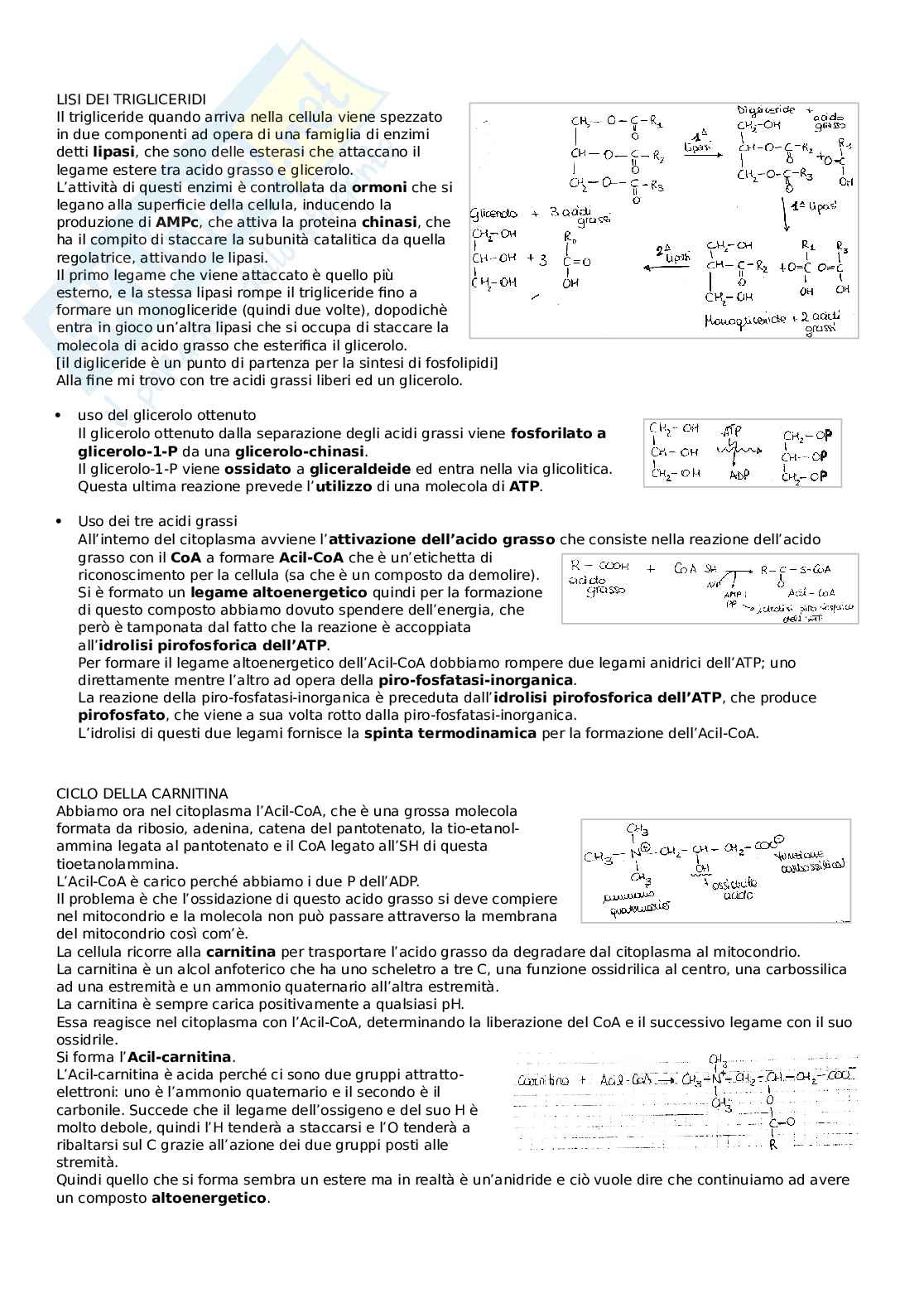 Biochimica, modulo 1 - riassunto completo Pag. 51