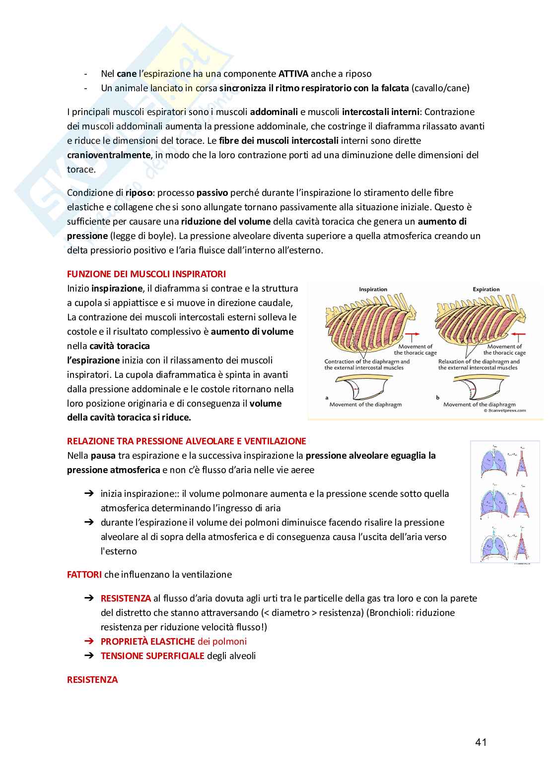 Fisiologia animale  Pag. 41