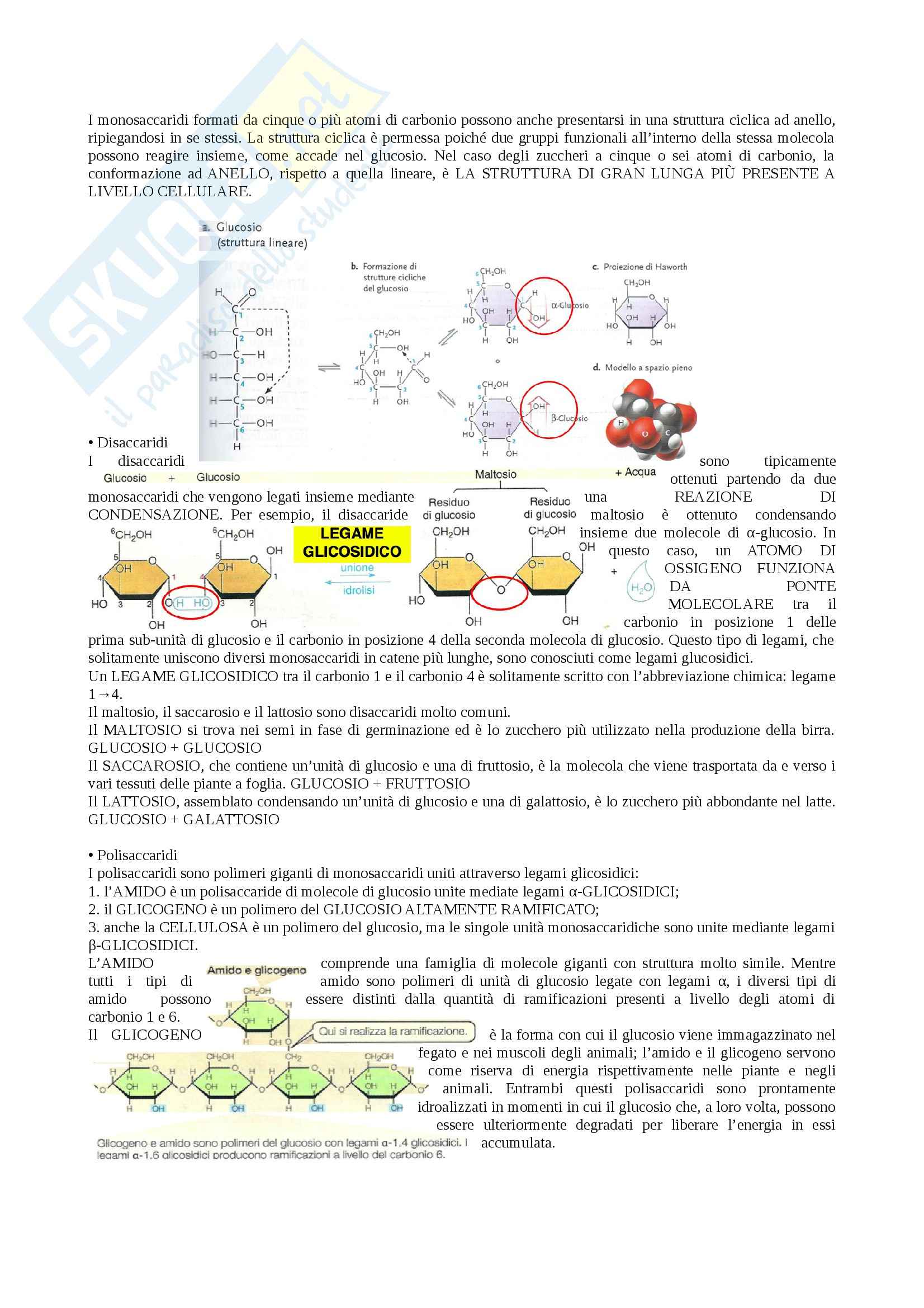 Biologia - macromolecole Pag. 11