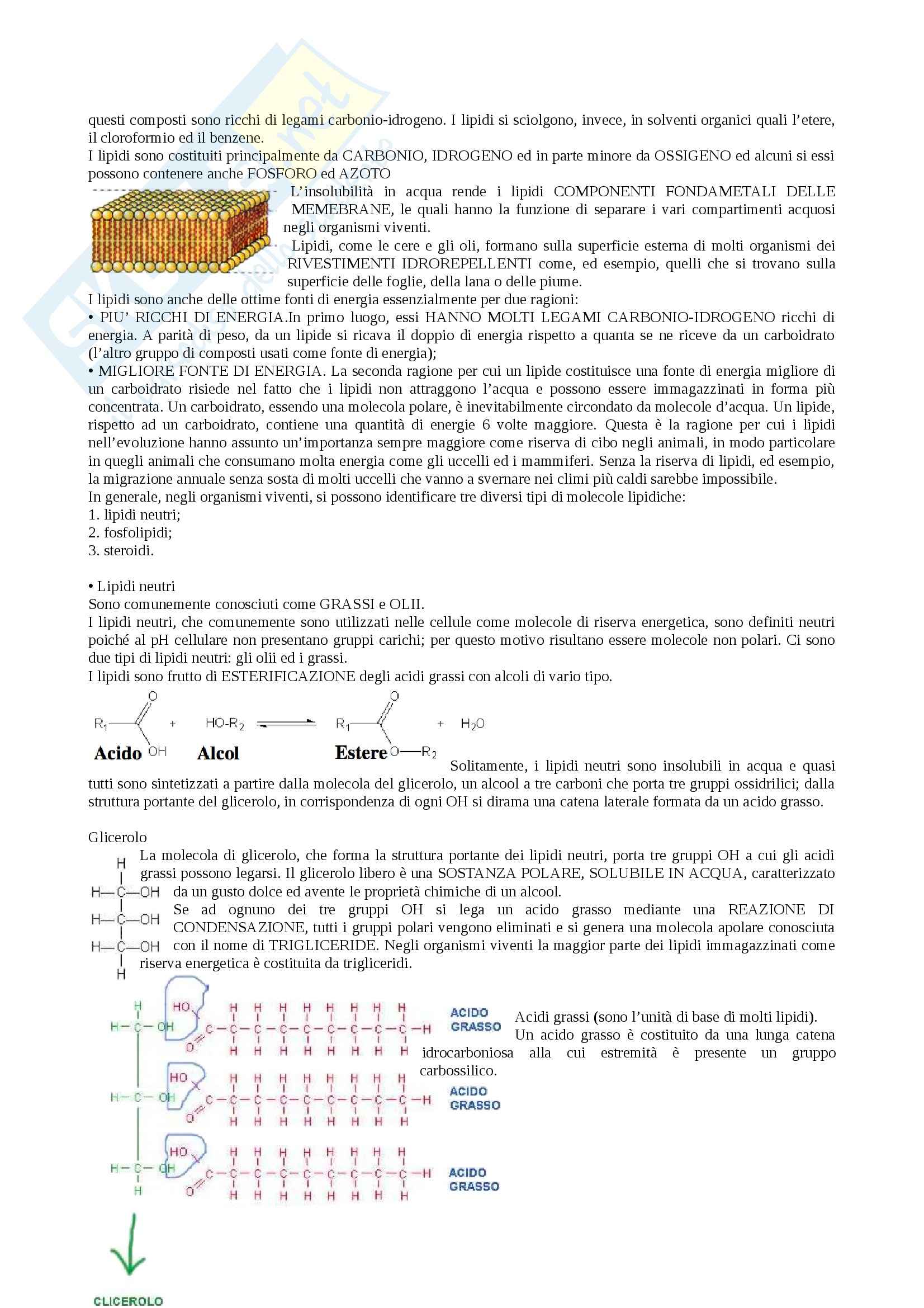 Biologia - macromolecole Pag. 6