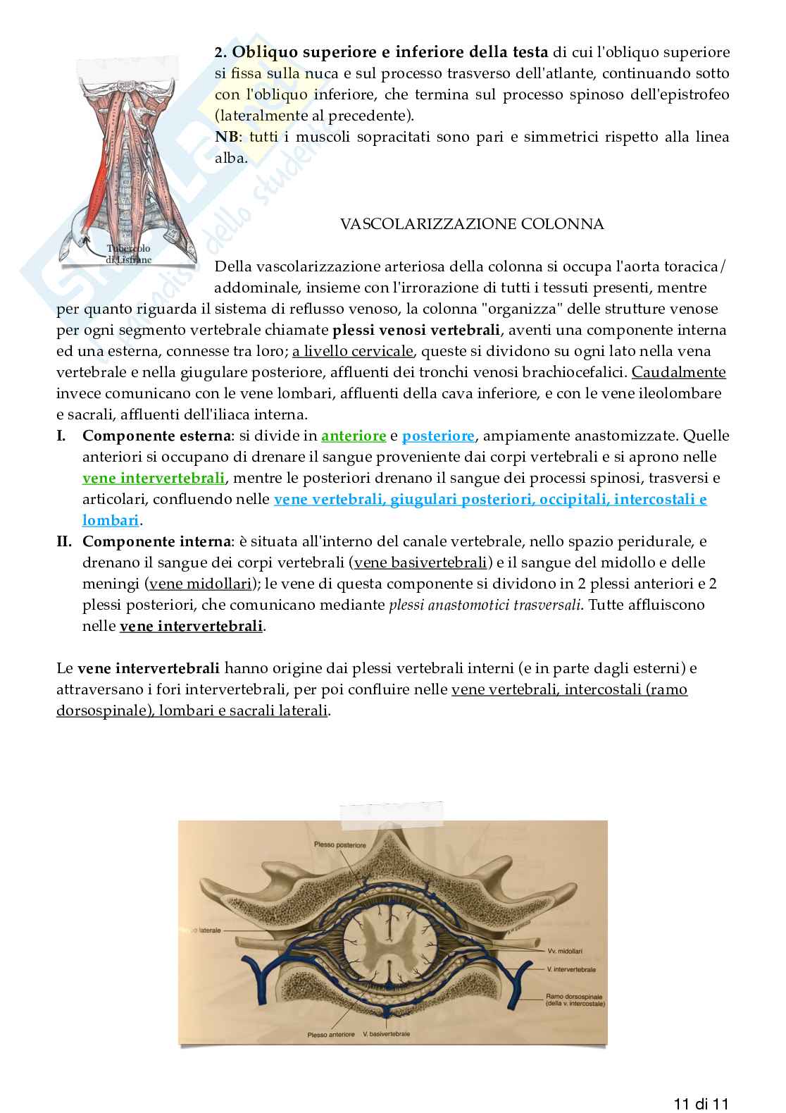Schemi apparato locomotore e colonna (ossa e muscoli)  Pag. 11