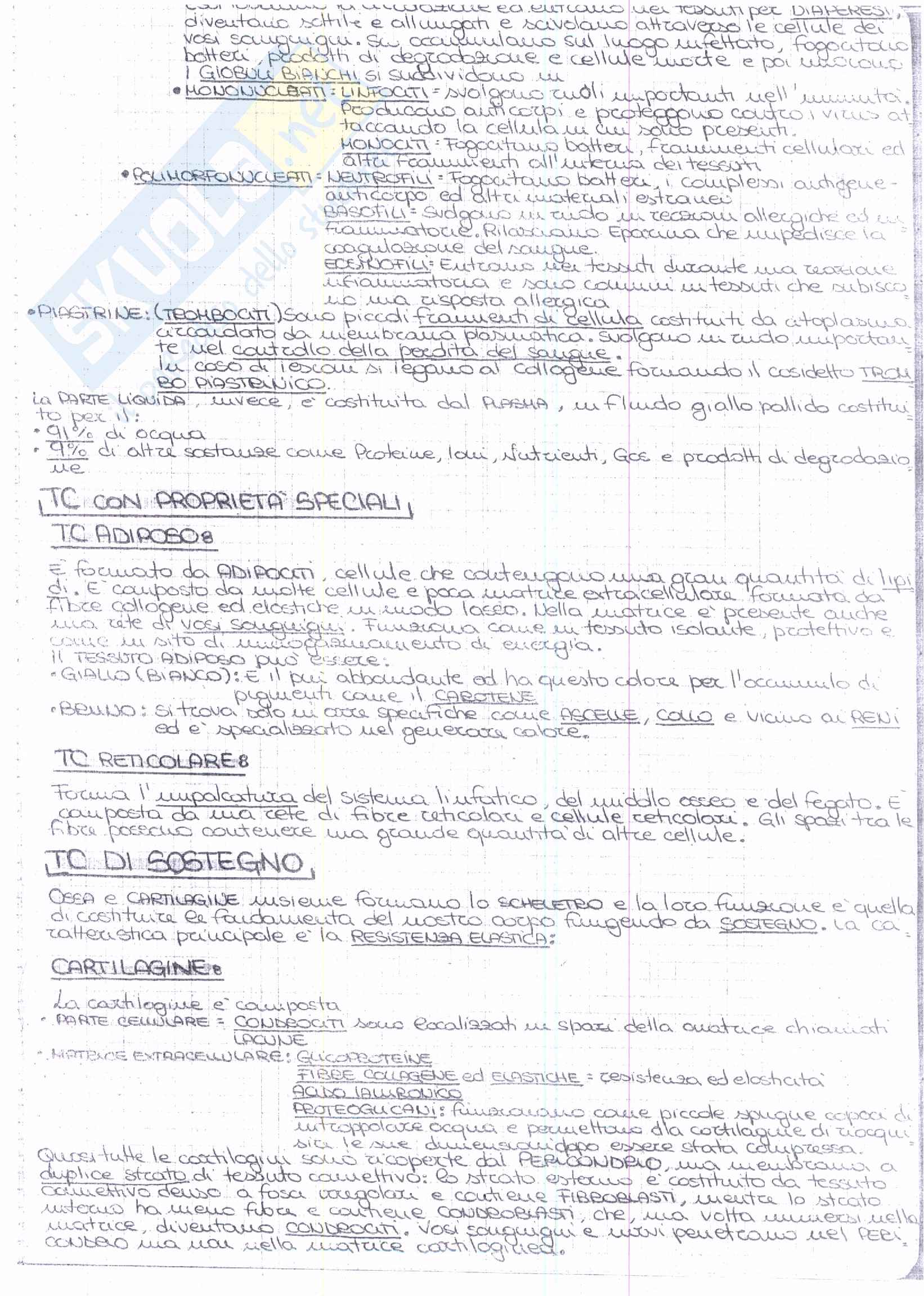 Riassunto esame Anatomia, prof. Ripani, libro consigliato Anatomia Clinica, Marinozzi, Gaudio, Ripani: parte 1 Pag. 11