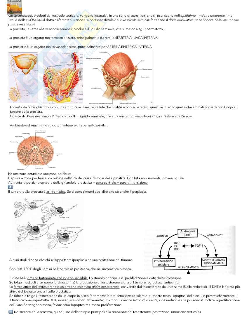 Urologia Pag. 11