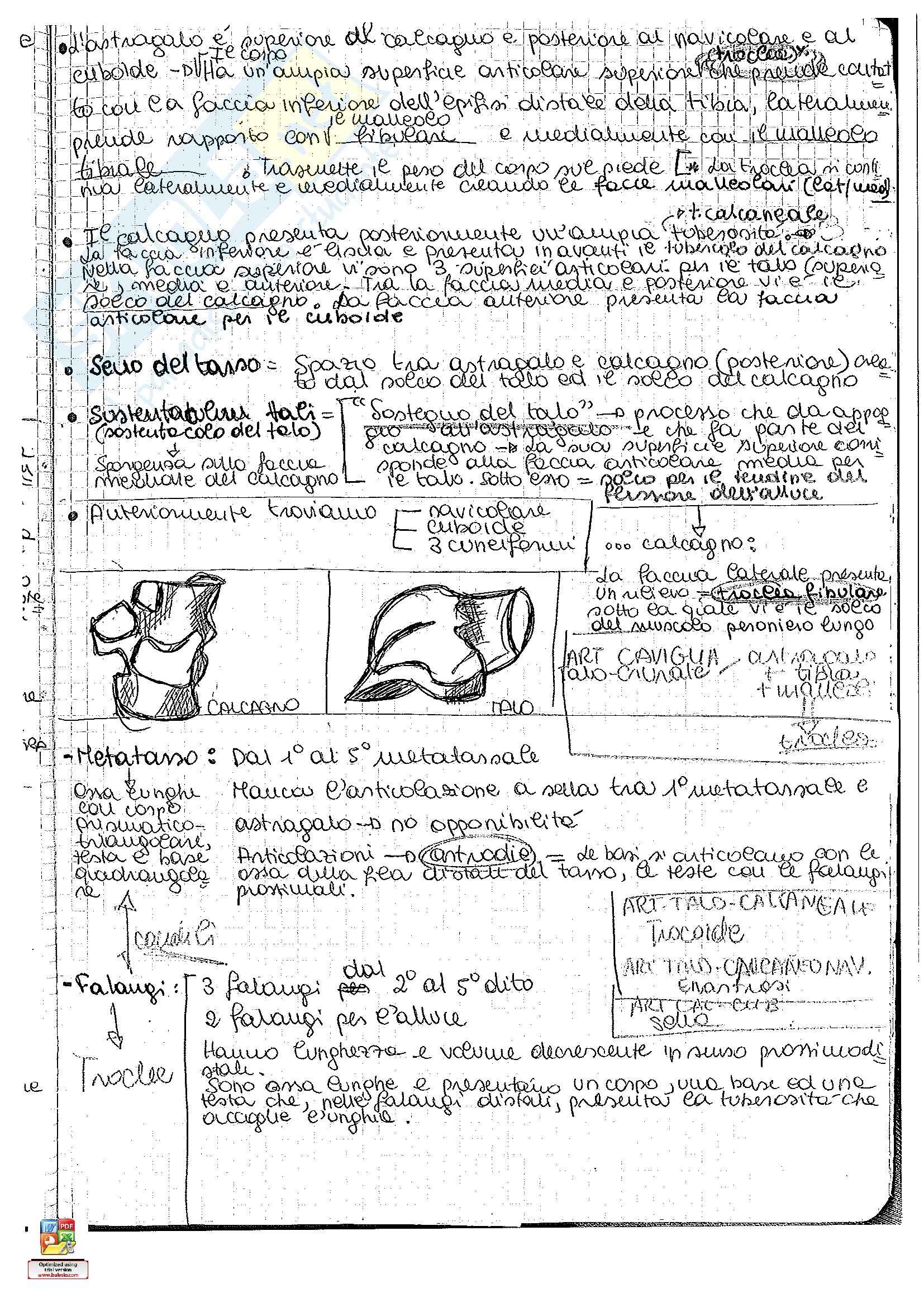 Riassunto esame Anatomia umana: seconda parte, prof. Pirino Pag. 71