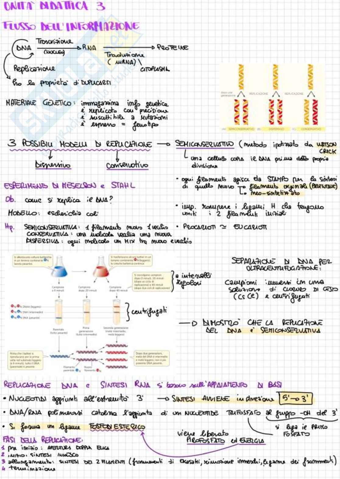 Appunti completi di Biologia e genetica - (Semestre Filtro) - 25/26 Pag. 16