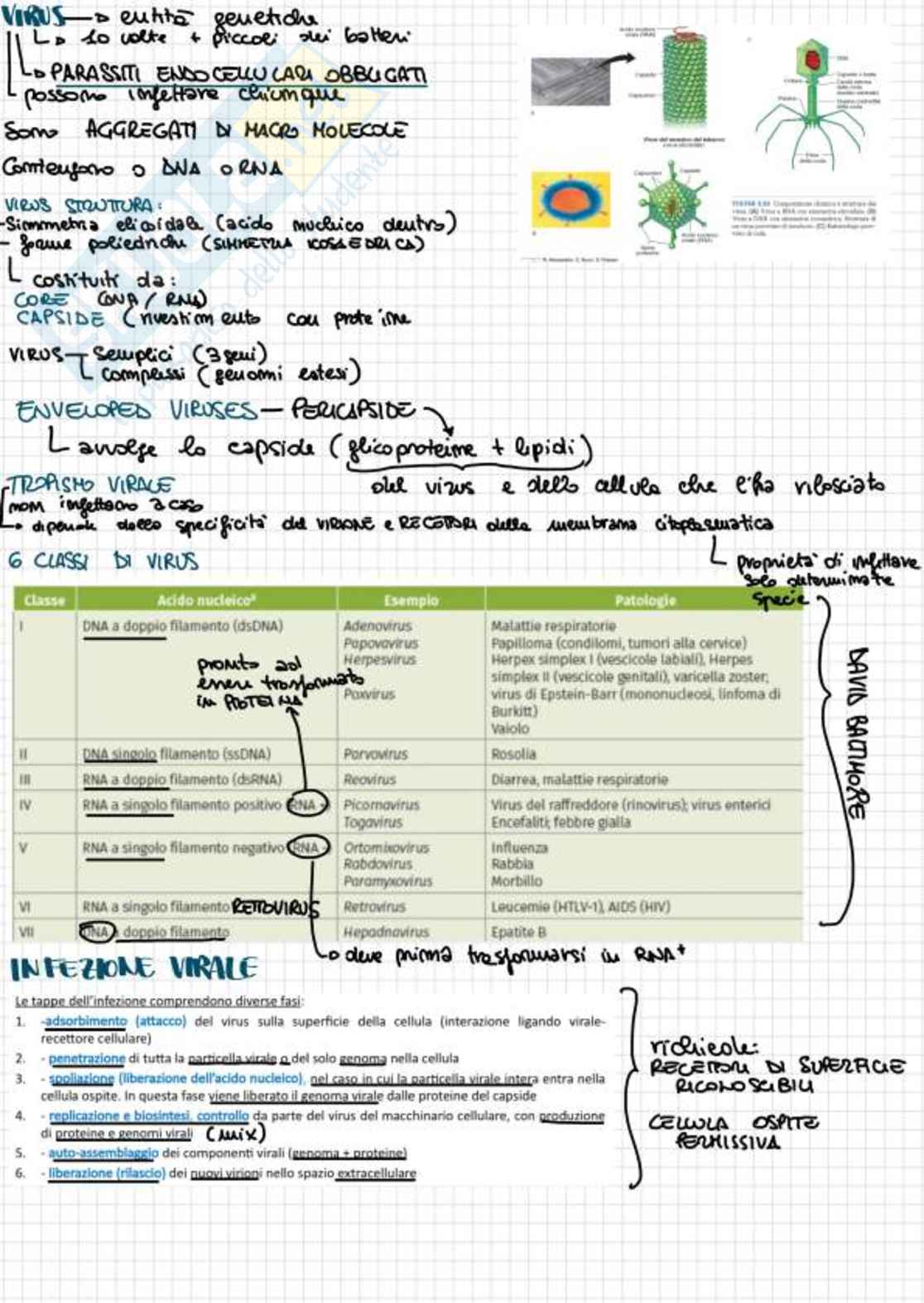 Appunti completi di Biologia e genetica - (Semestre Filtro) - 25/26 Pag. 2