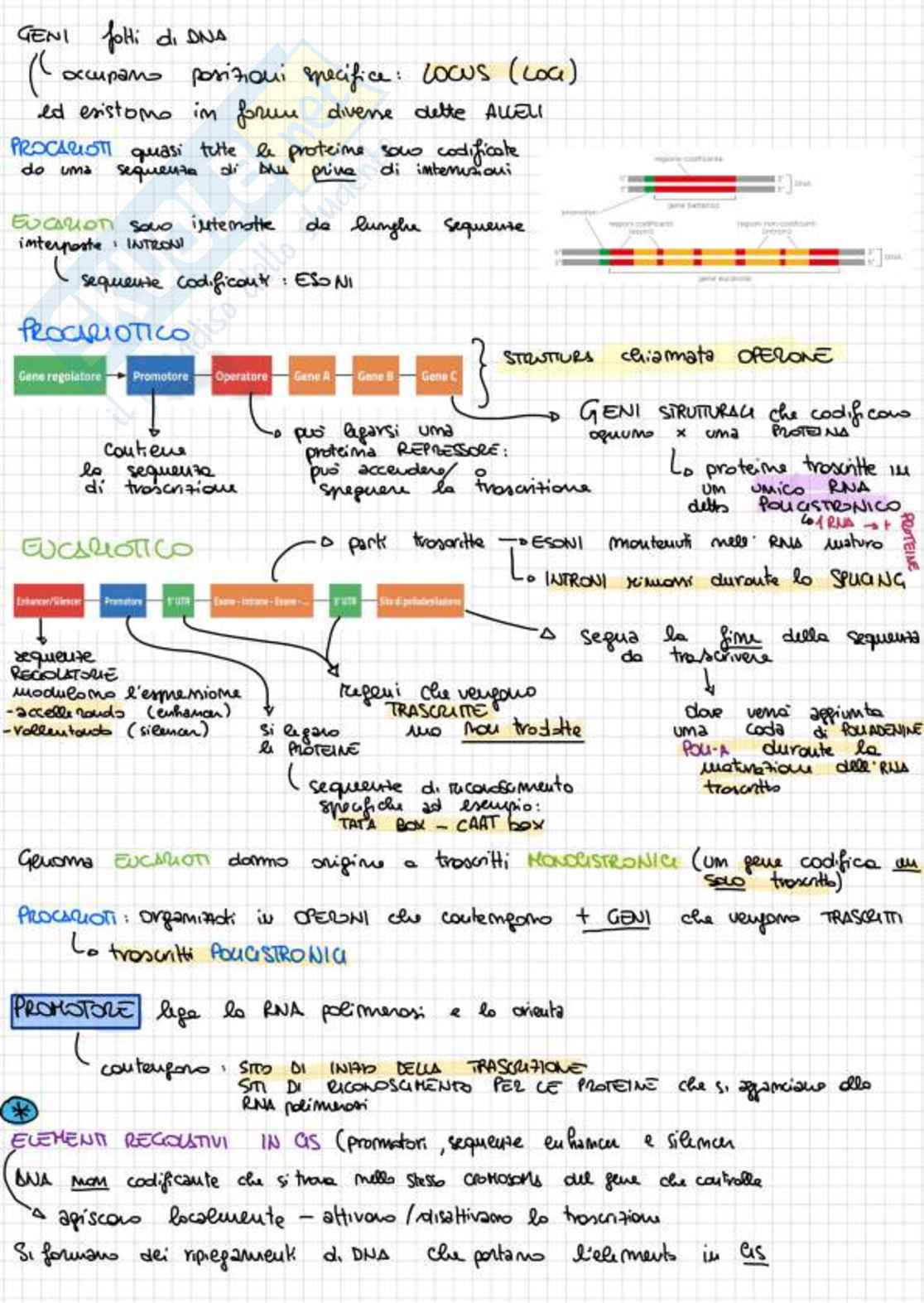Appunti completi di Biologia e genetica - (Semestre Filtro) - 25/26 Pag. 21