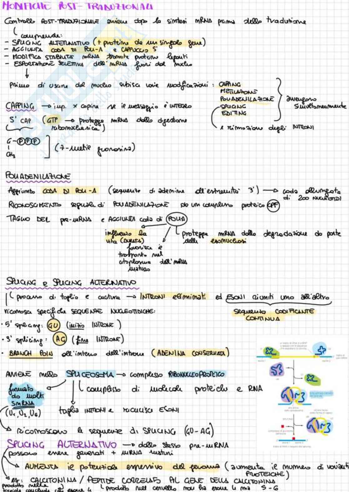 Appunti completi di Biologia e genetica - (Semestre Filtro) - 25/26 Pag. 26