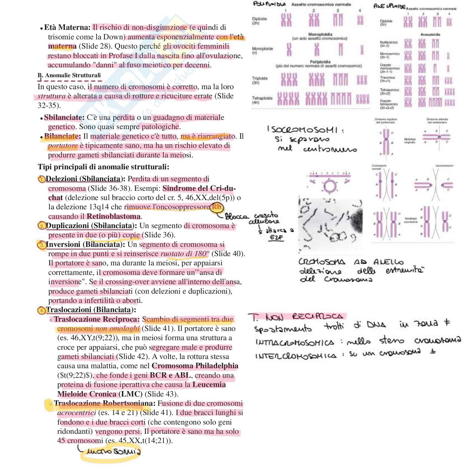 Appunti completi di Biologia e genetica - (Semestre Filtro) - 25/26 Pag. 41
