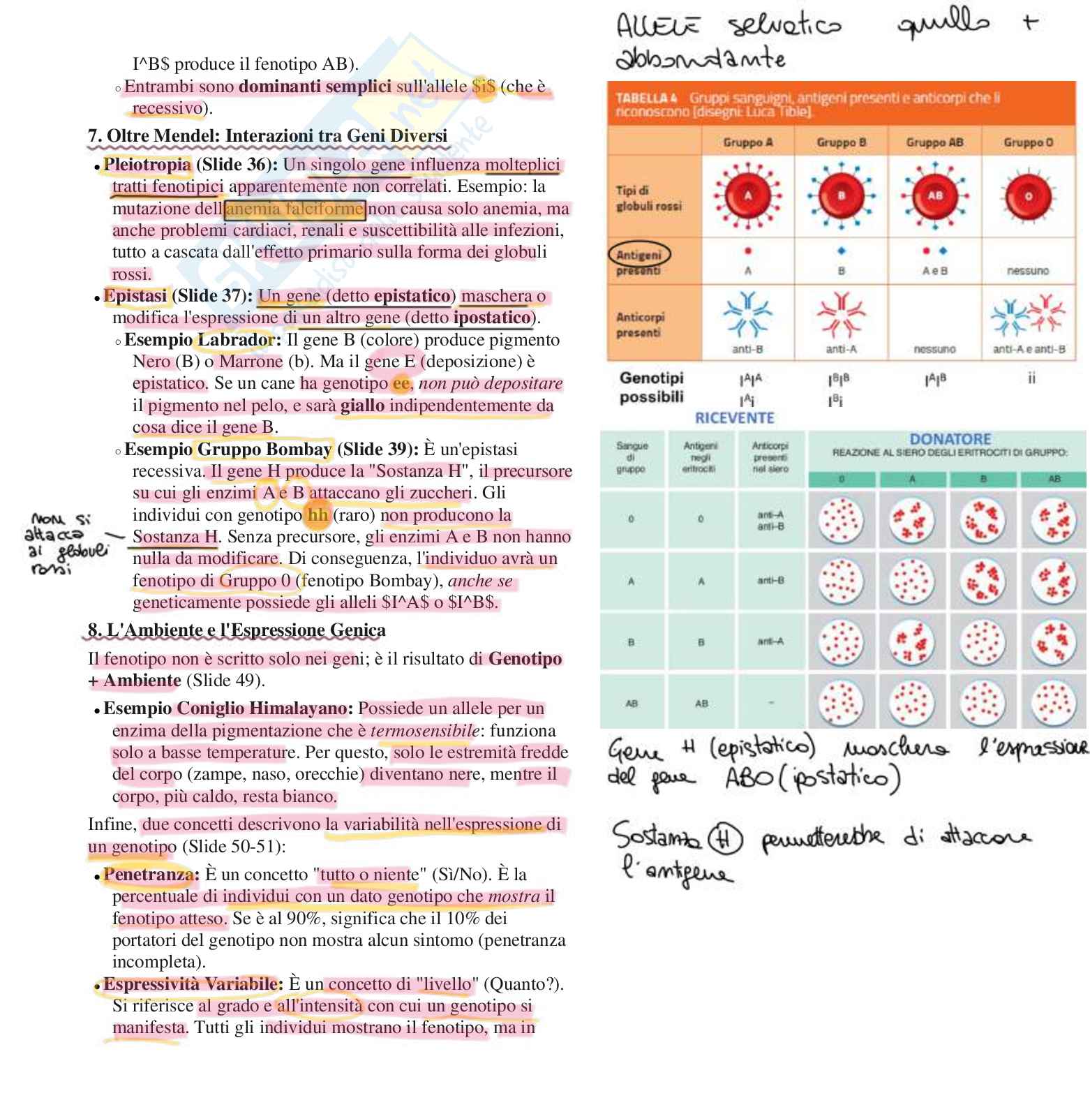 Appunti completi di Biologia e genetica - (Semestre Filtro) - 25/26 Pag. 46