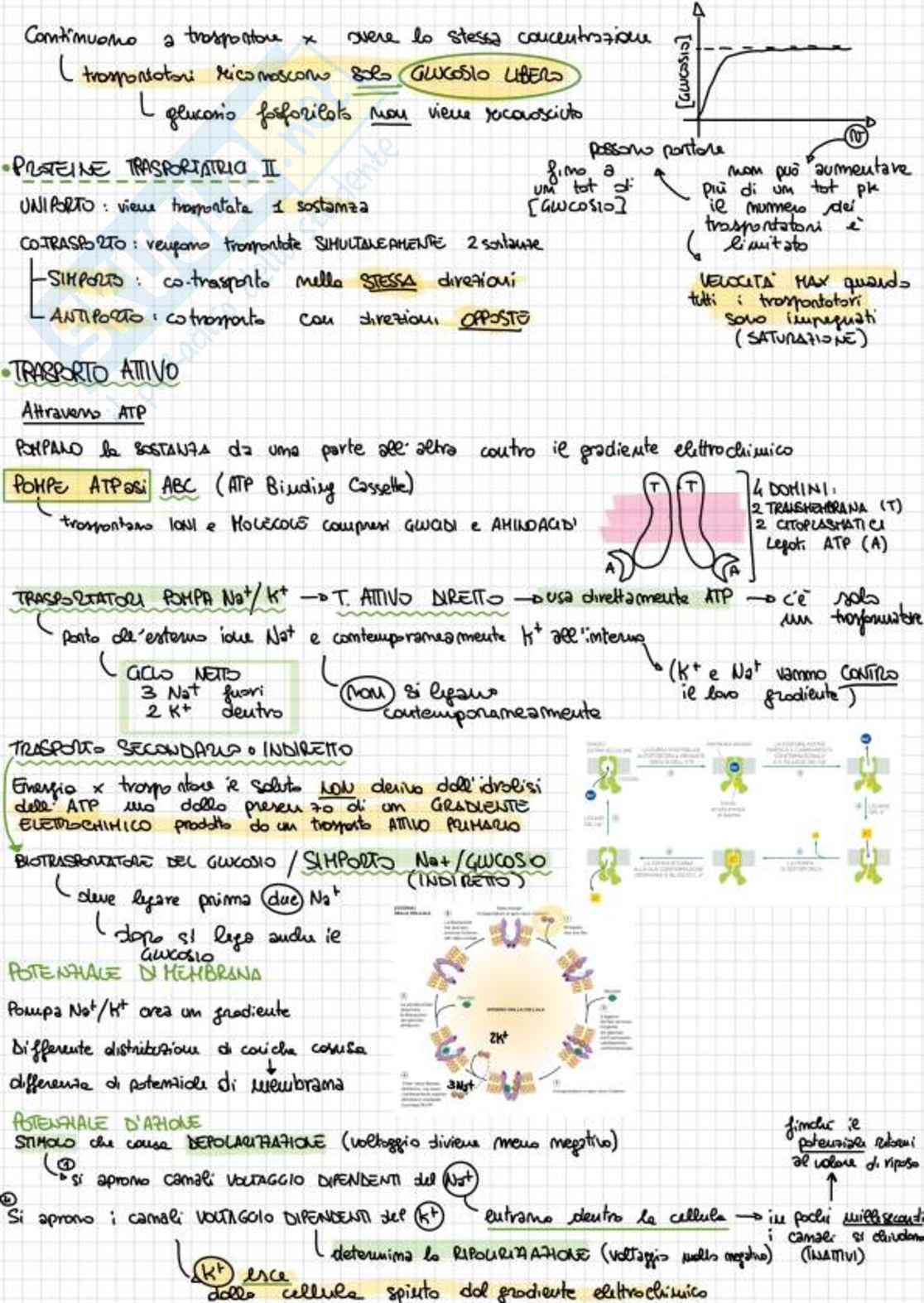 Appunti completi di Biologia e genetica - (Semestre Filtro) - 25/26 Pag. 56