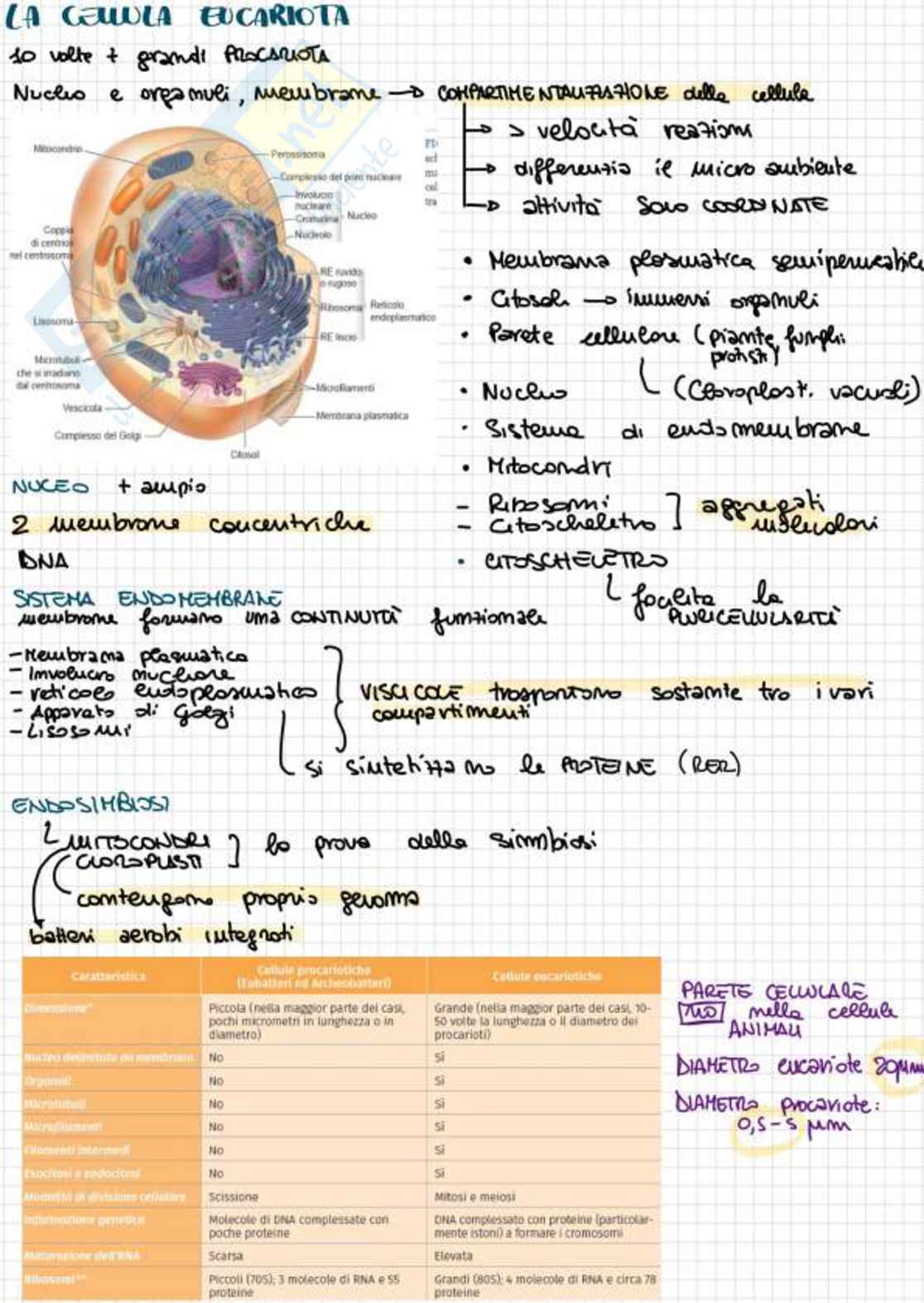 Appunti completi di Biologia e genetica - (Semestre Filtro) - 25/26 Pag. 6