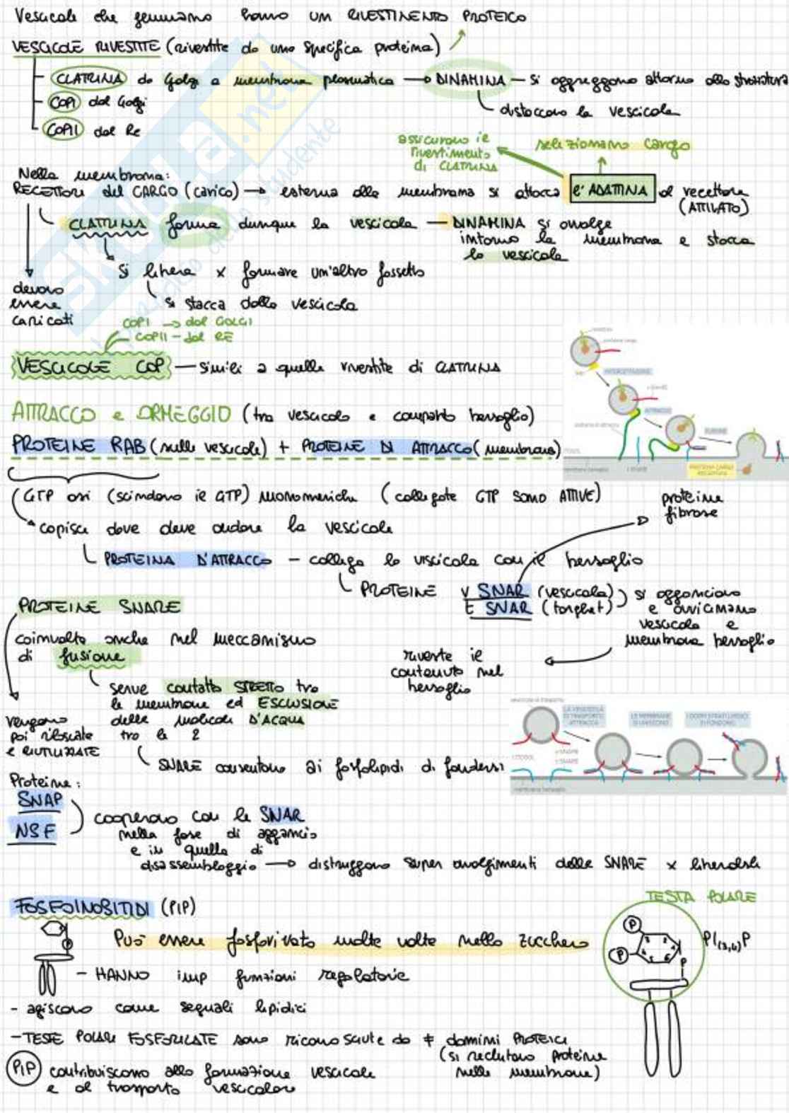 Appunti completi di Biologia e genetica - (Semestre Filtro) - 25/26 Pag. 71