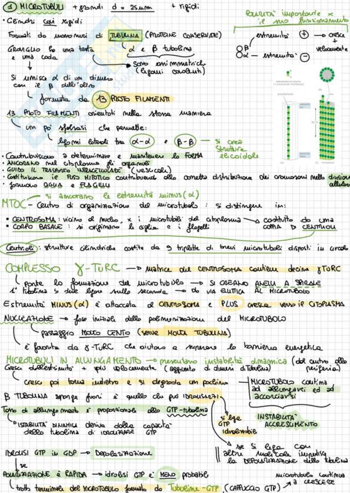 Appunti completi di Biologia e genetica - (Semestre Filtro) - 25/26 Pag. 76