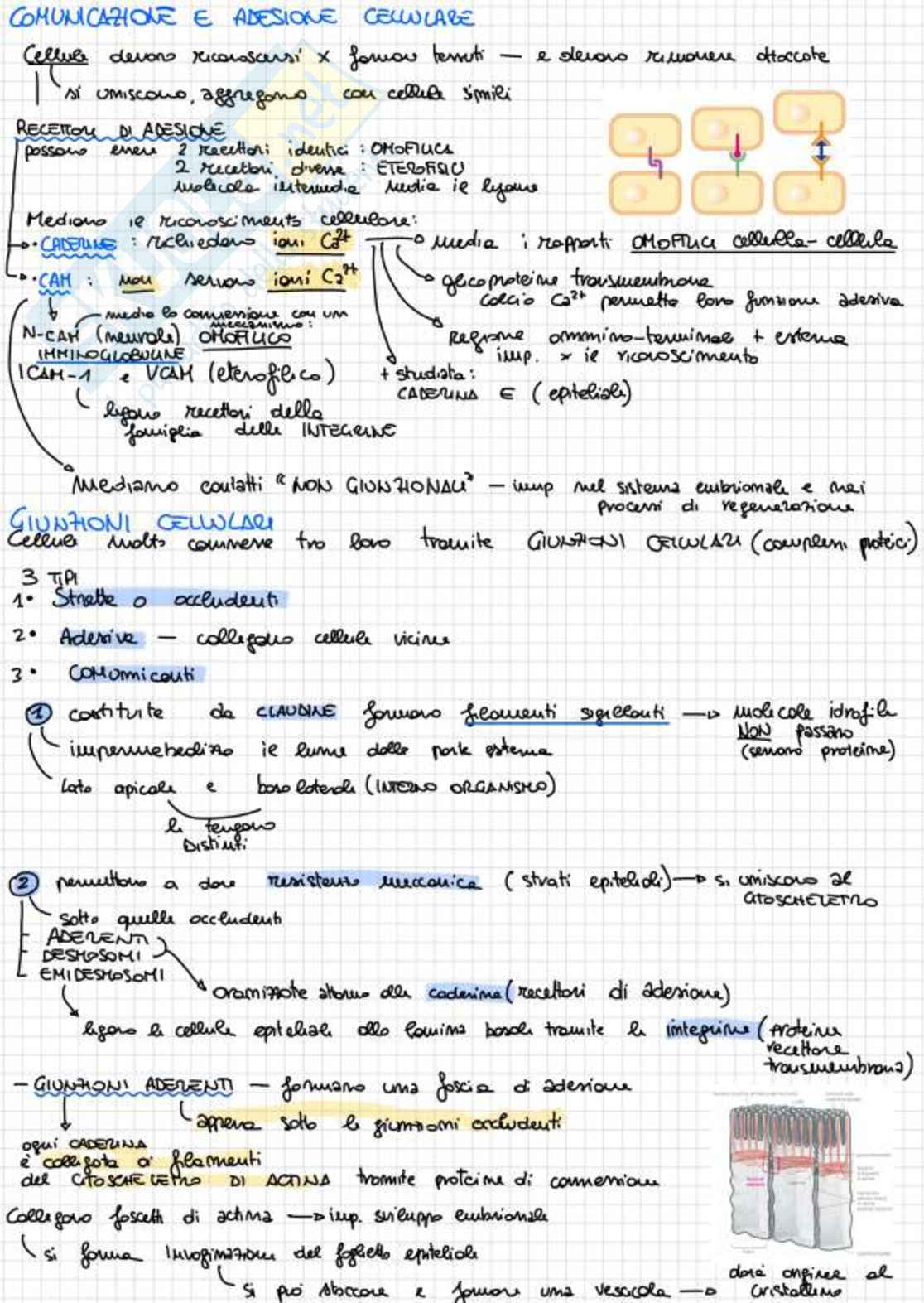 Appunti completi di Biologia e genetica - (Semestre Filtro) - 25/26 Pag. 86