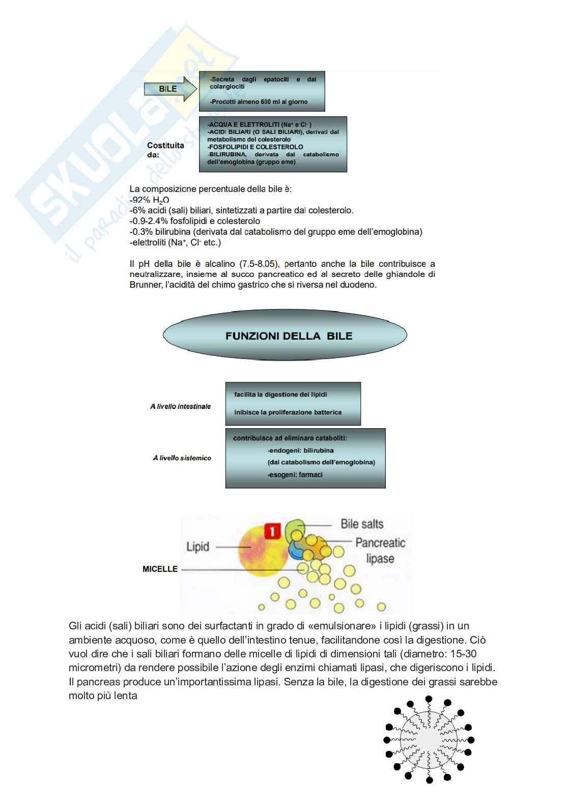 Anatomia 2 - apparato digerente Pag. 21
