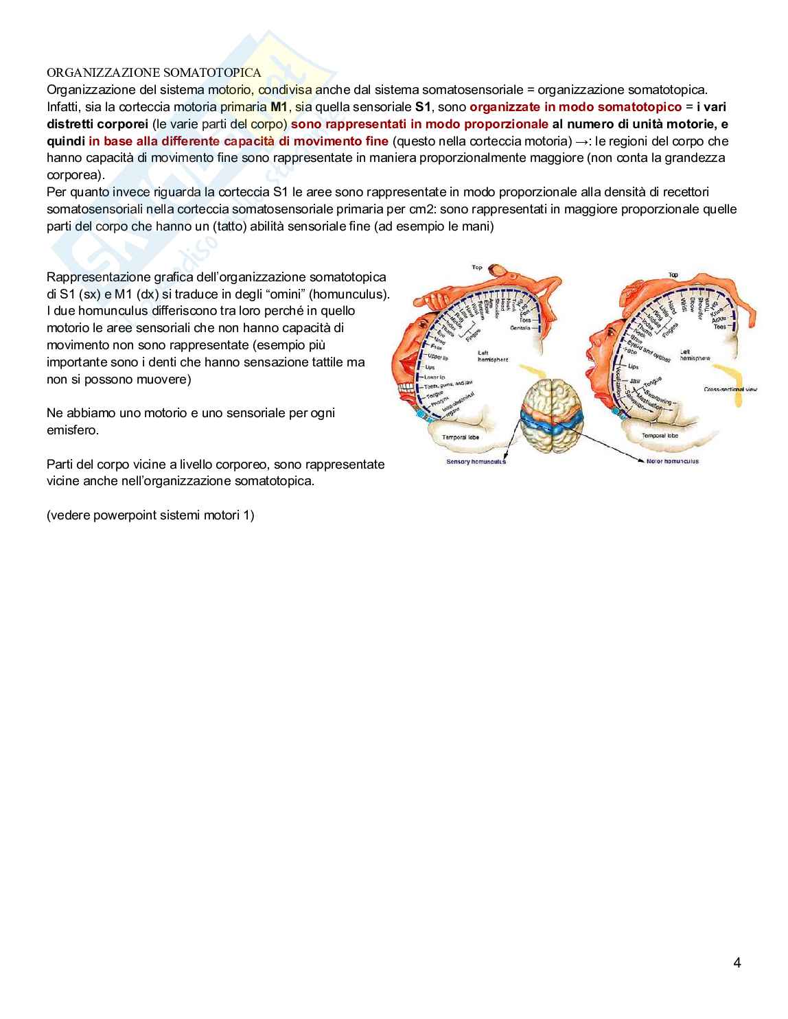 Neuropsicologia Pag. 31