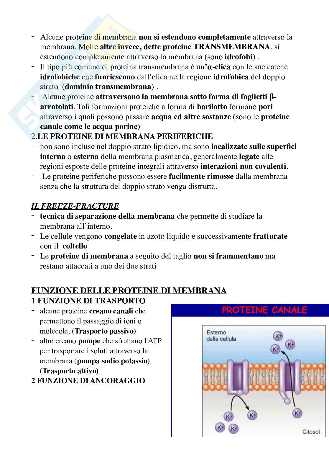Cellula eucariote vegetale, approfondimento membrana plasmatica, trasporti Pag. 11
