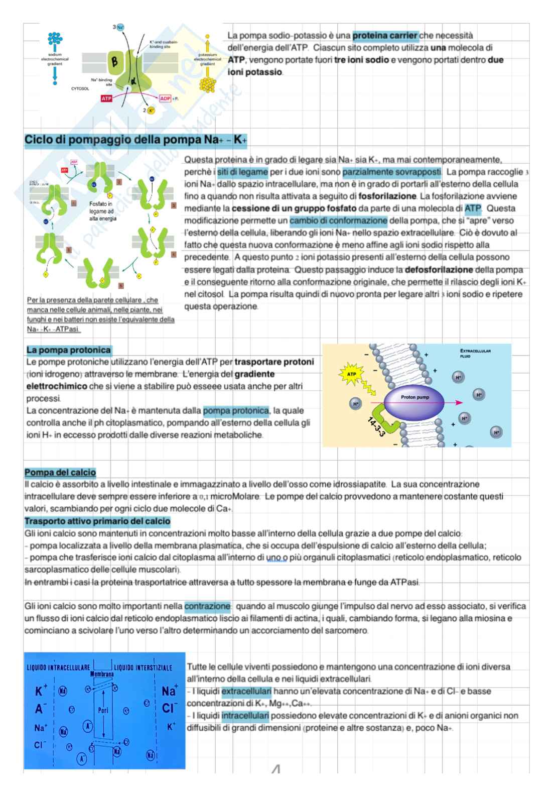 Appunti di Biologia applicata Pag. 6