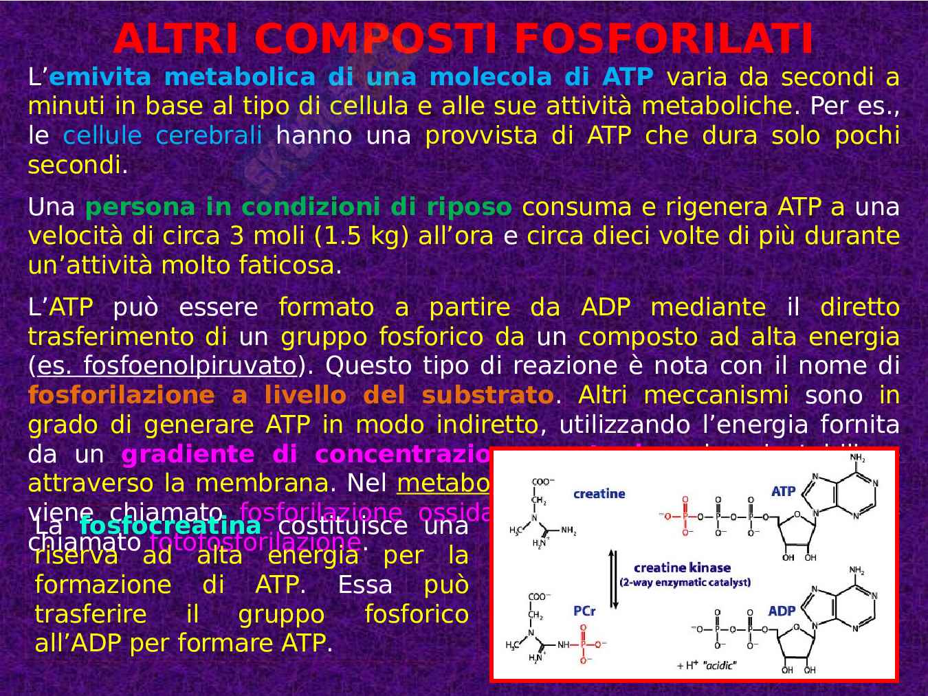 Introduzione al metabolismo Pag. 16