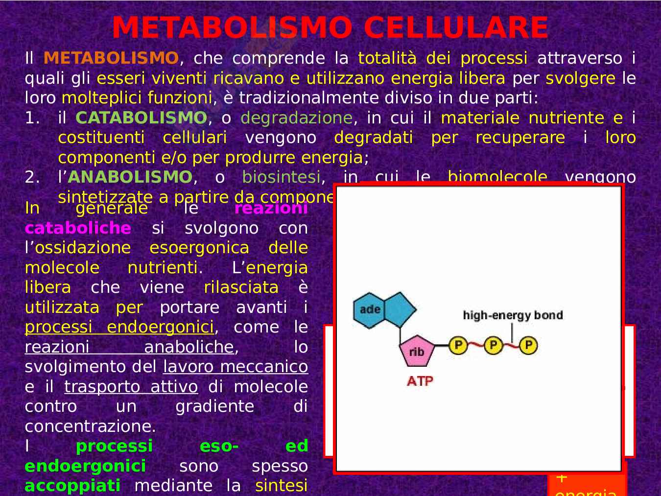 Introduzione al metabolismo Pag. 2