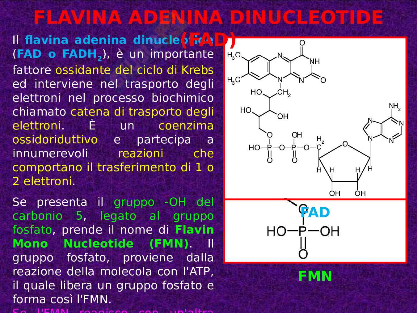 Introduzione al metabolismo Pag. 21