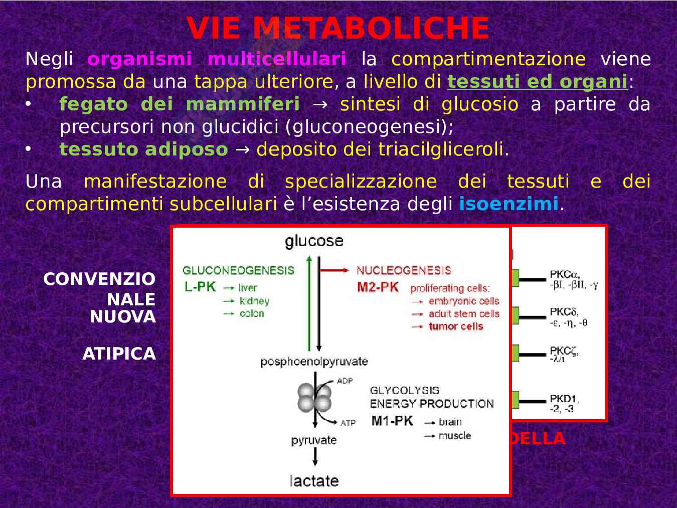 Introduzione al metabolismo Pag. 6