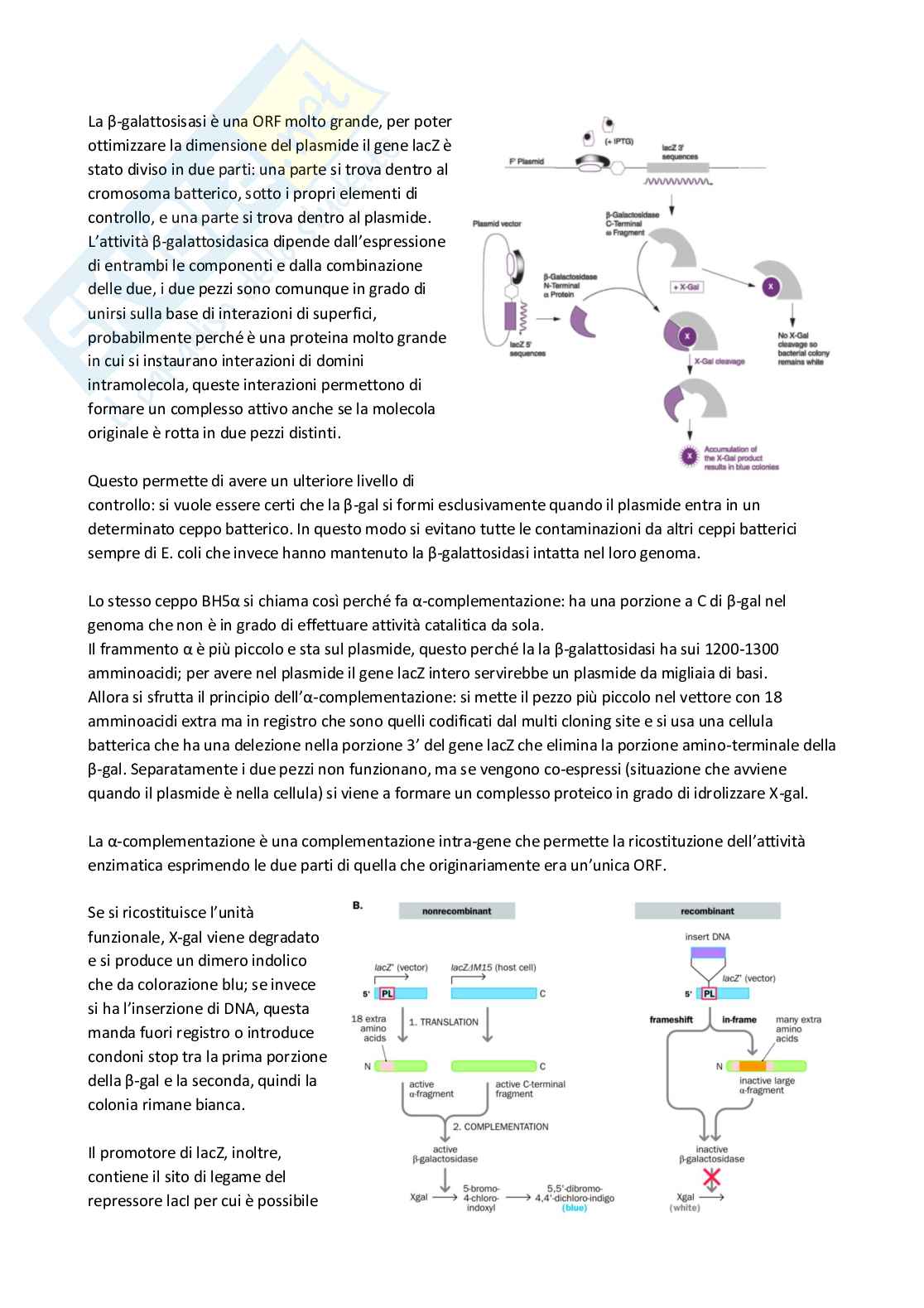 Genetica Molecolare Pag. 31