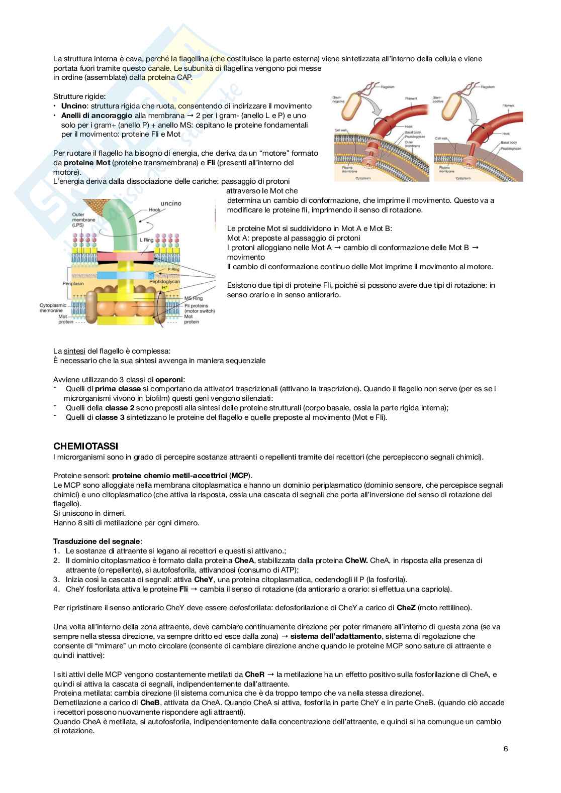 Microbiologia - Appunti Pag. 6