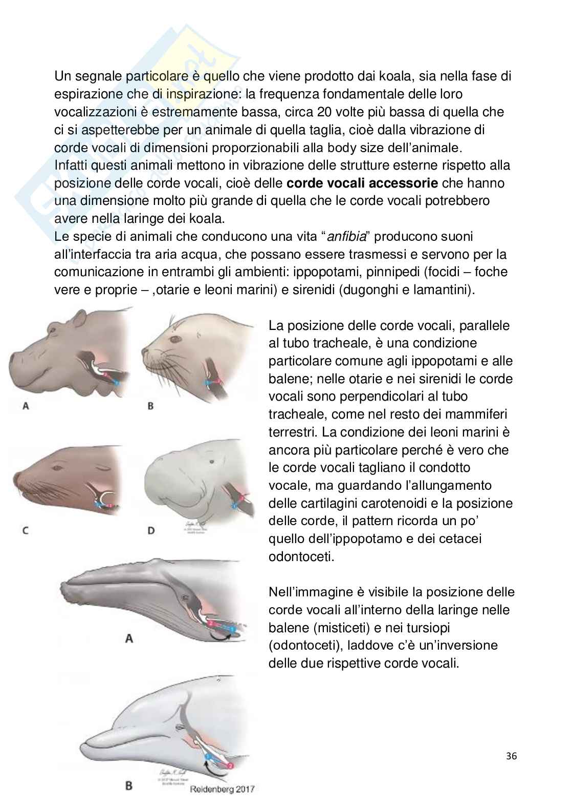 Appunti esame Comunicazione animale Pag. 36
