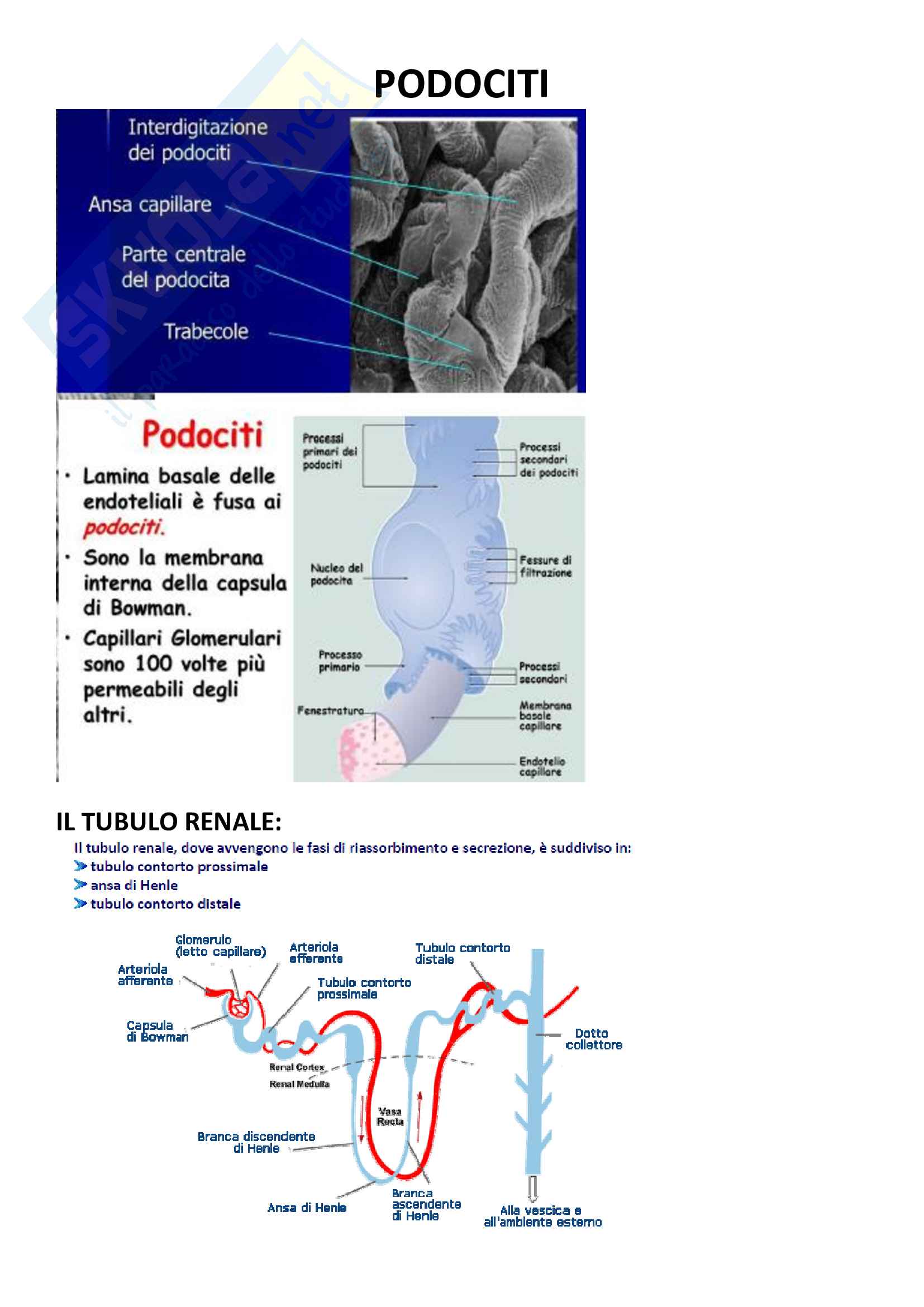 Fisiologia Generale (riassunti completi) Pag. 16