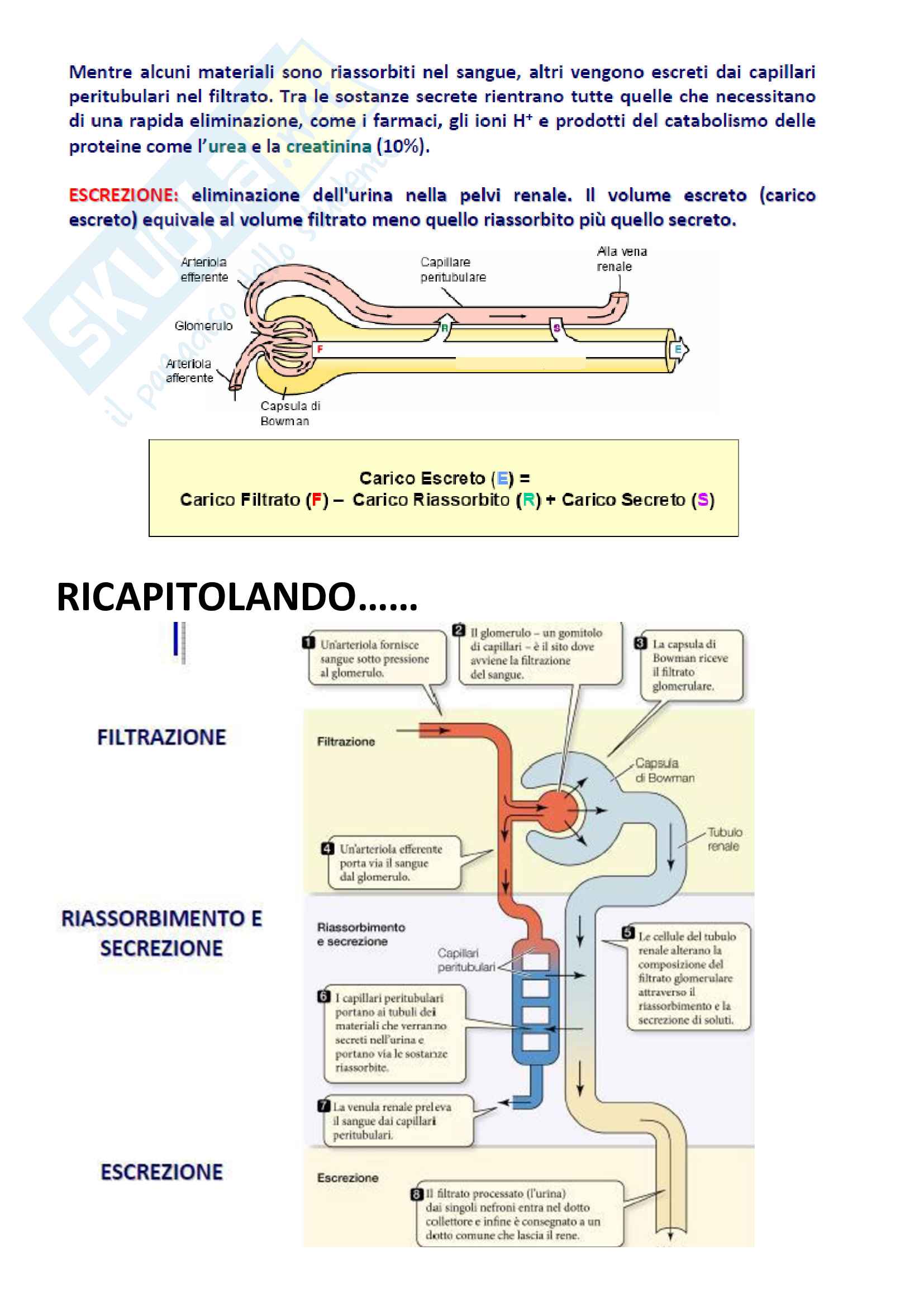 Fisiologia Generale (riassunti completi) Pag. 26