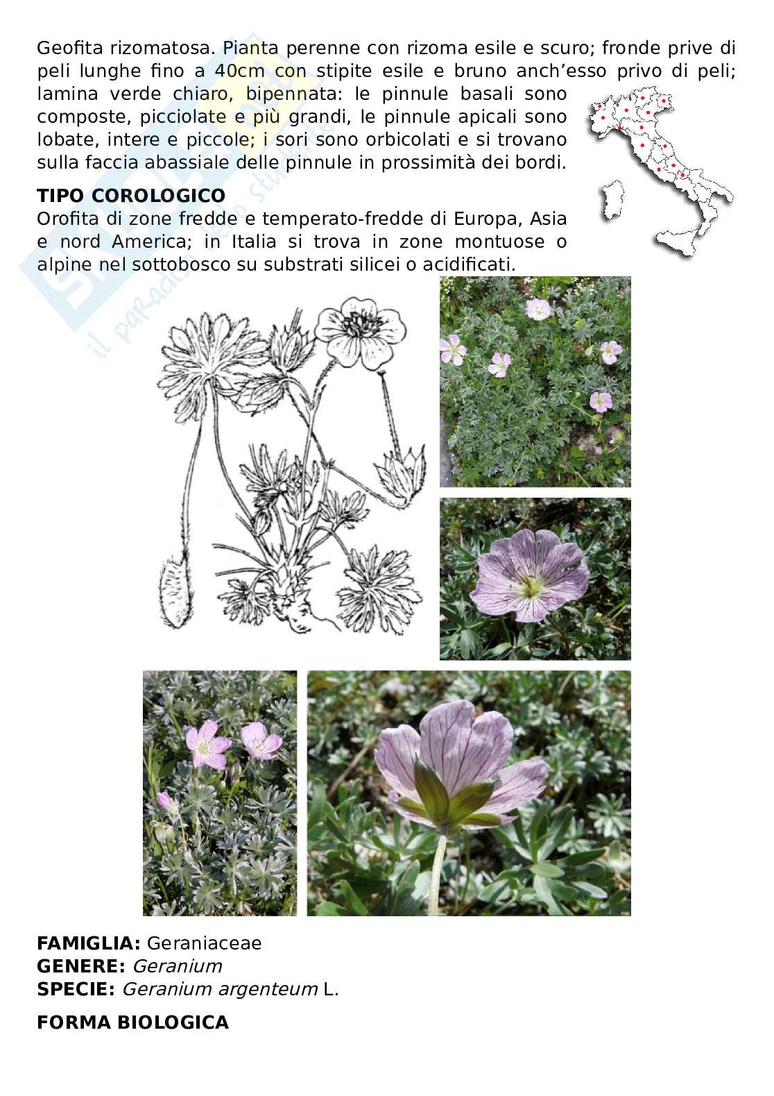 Relazione di Laboratorio di Botanica e Biodiversità Vegetale Pag. 6