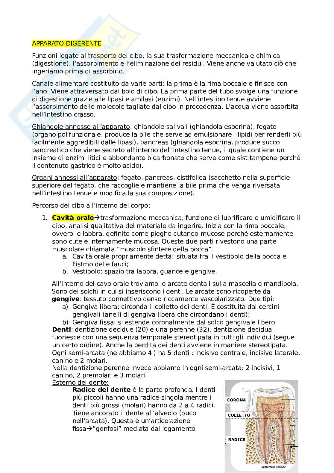 Apparato digerente Pag. 1