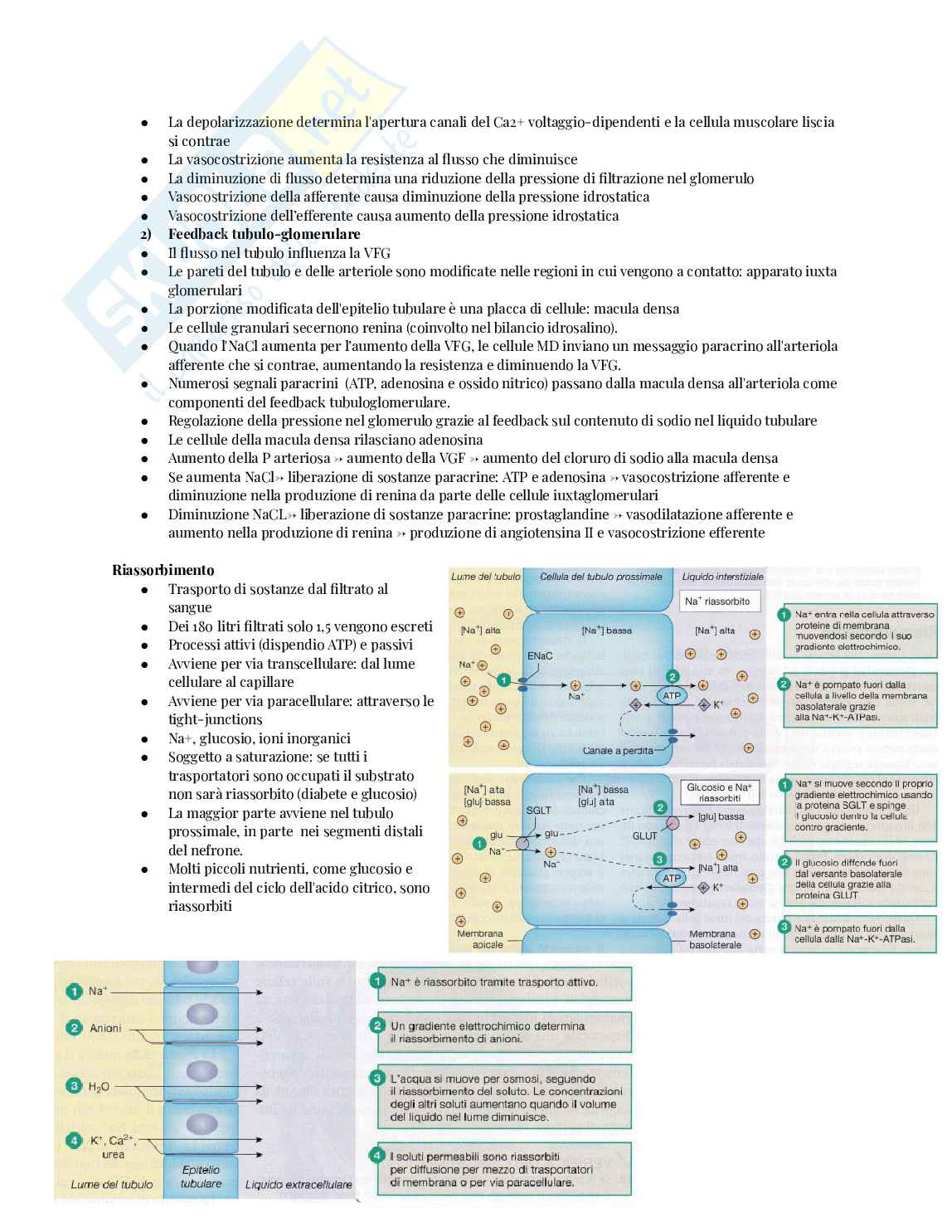 Fisiologia Pag. 46