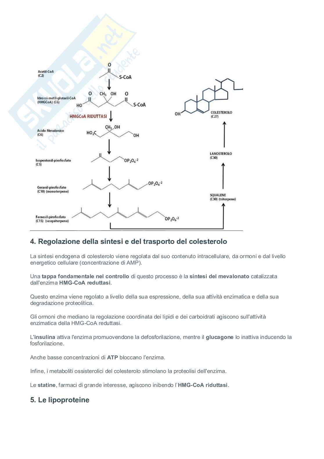 Colesterolo, lipoproteine e metabolismo ossidativo dei lipidi Pag. 2