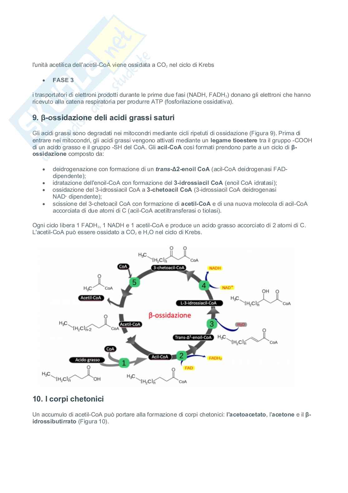 Colesterolo, lipoproteine e metabolismo ossidativo dei lipidi Pag. 6