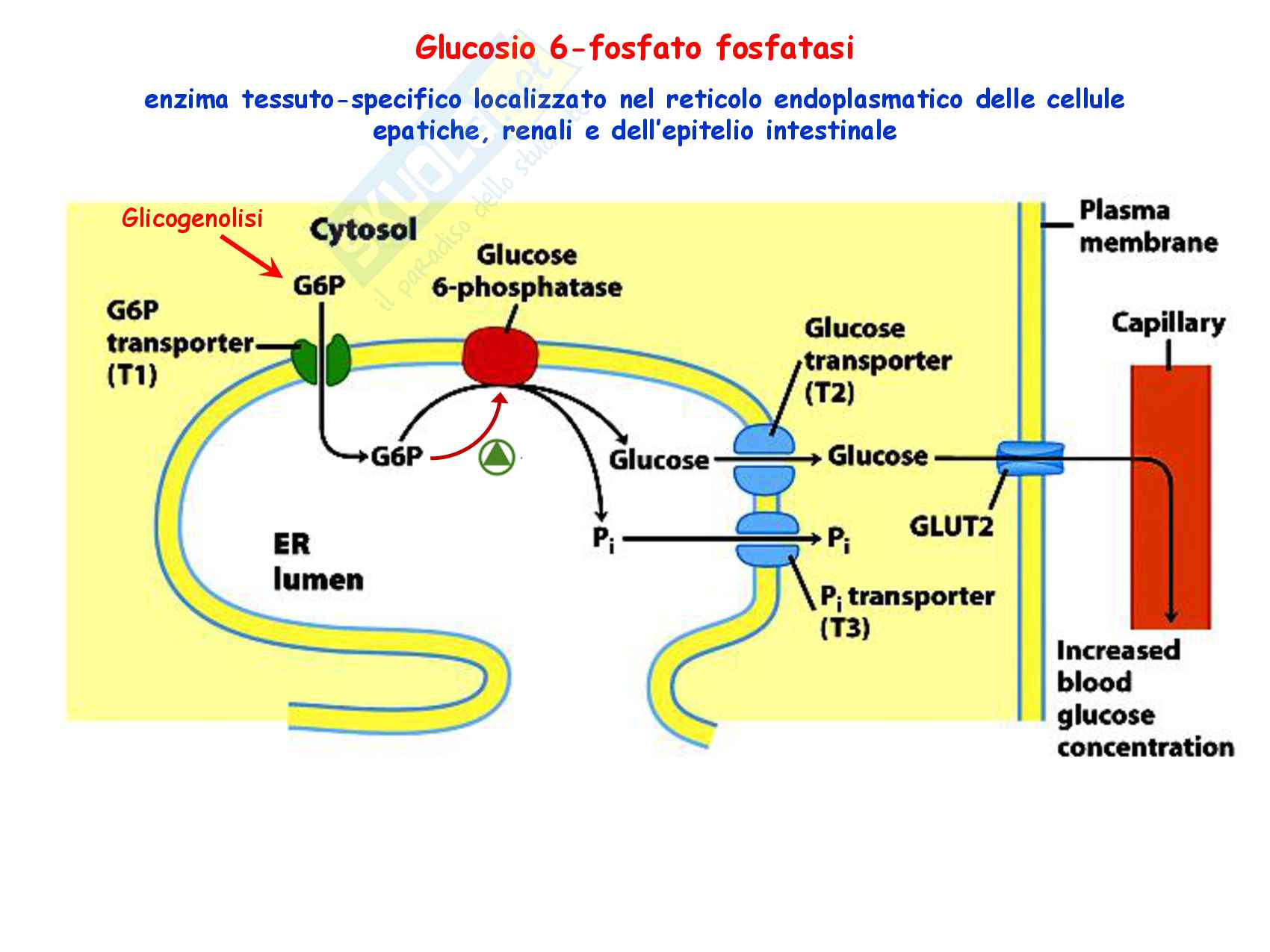 6 Glicogenosintesi e glicogenolisi reazioni chimiche regolazione e funzioni Pag. 21