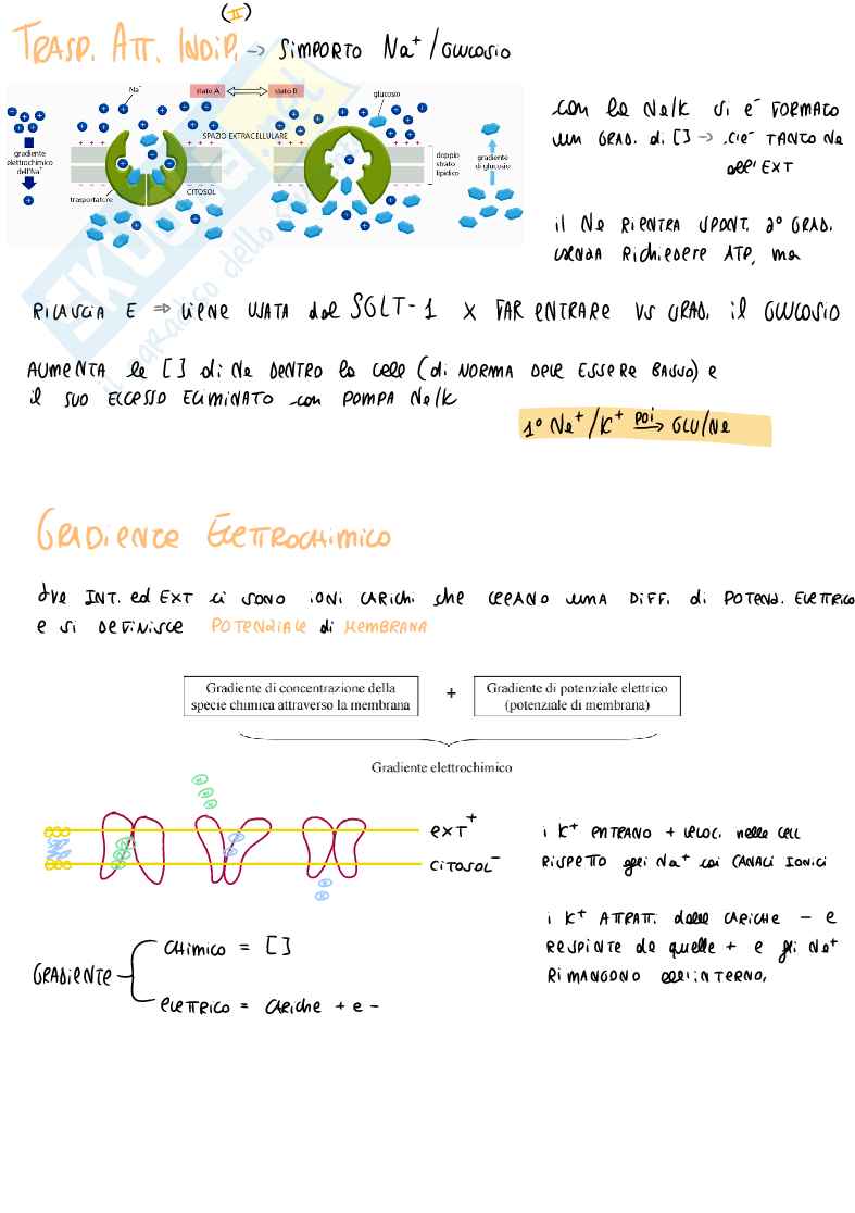 Appunti di Biochimica generale: lipidi, fosfolipidi e membrana cellulare Pag. 11