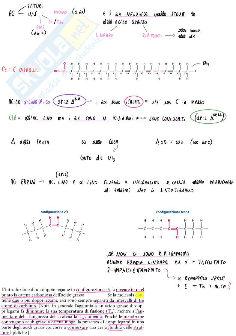 Appunti di Biochimica generale: lipidi, fosfolipidi e membrana cellulare Pag. 2