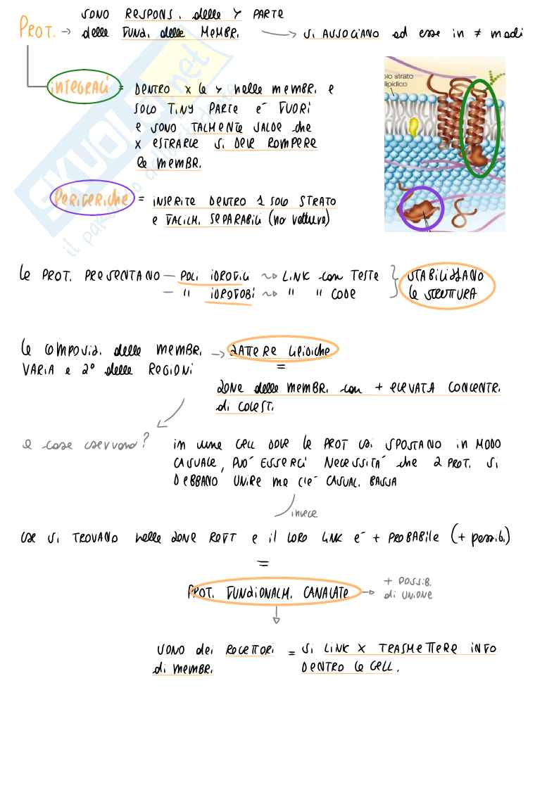 Appunti di Biochimica generale: lipidi, fosfolipidi e membrana cellulare Pag. 6