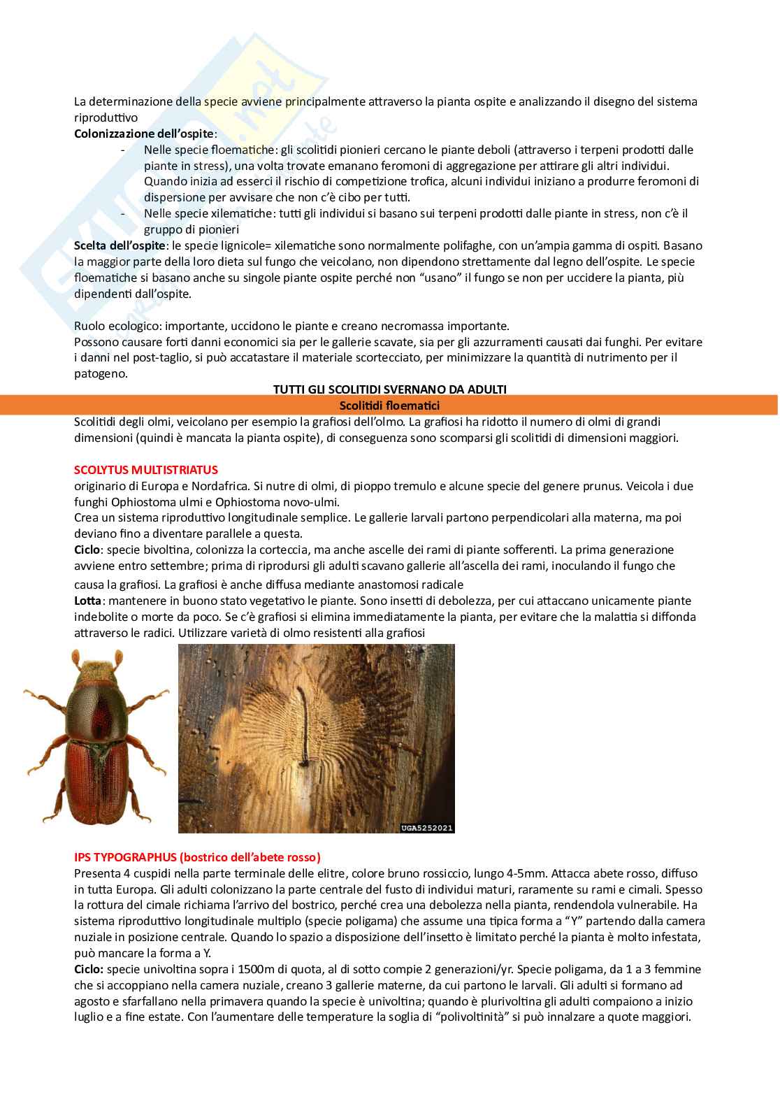 Entomologia generale e applicata 2 Pag. 11