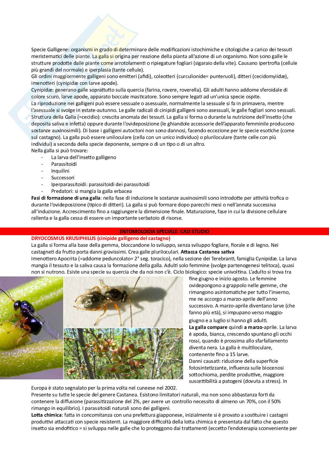 Entomologia generale e applicata 2 Pag. 2
