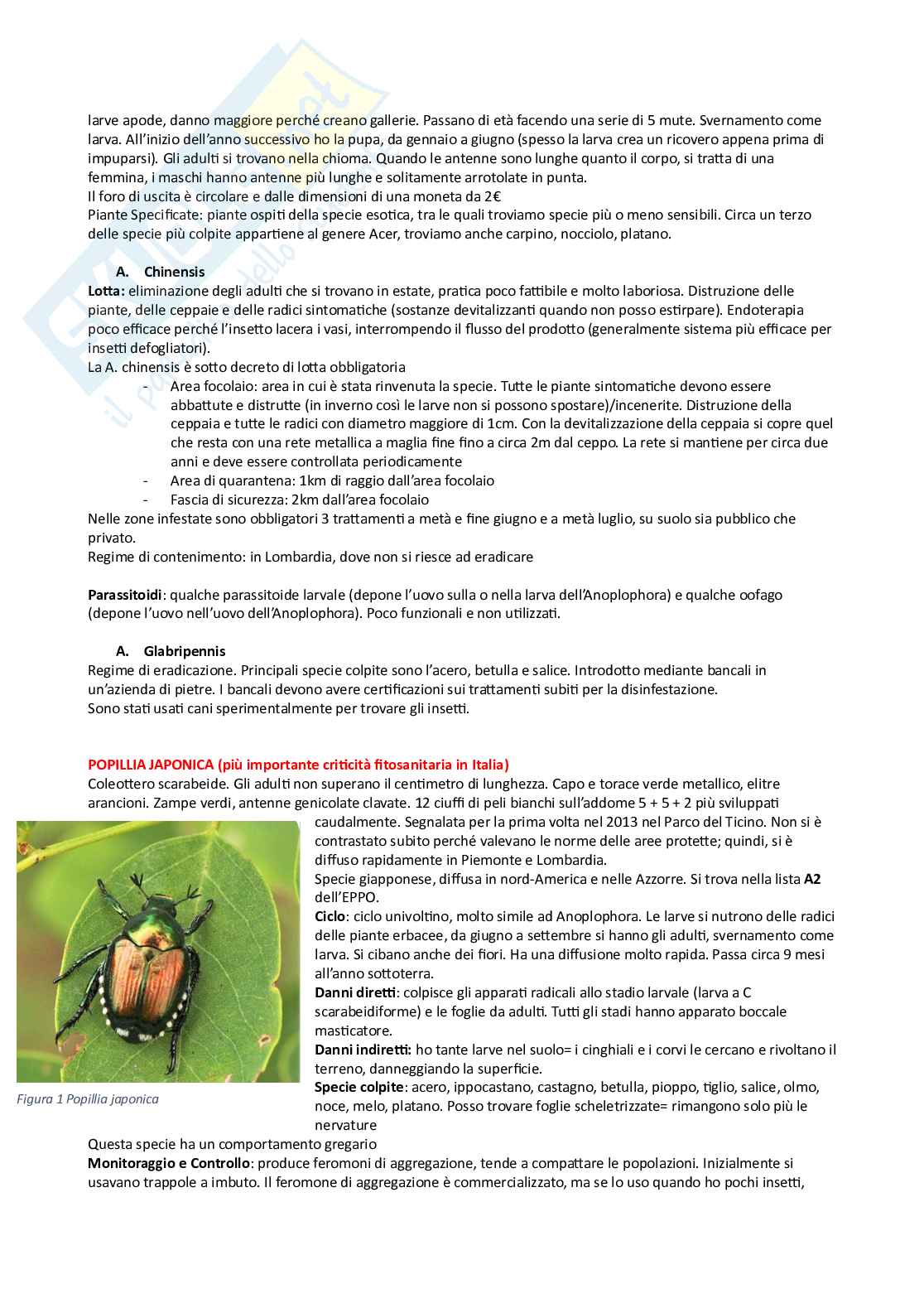Entomologia generale e applicata 2 Pag. 6
