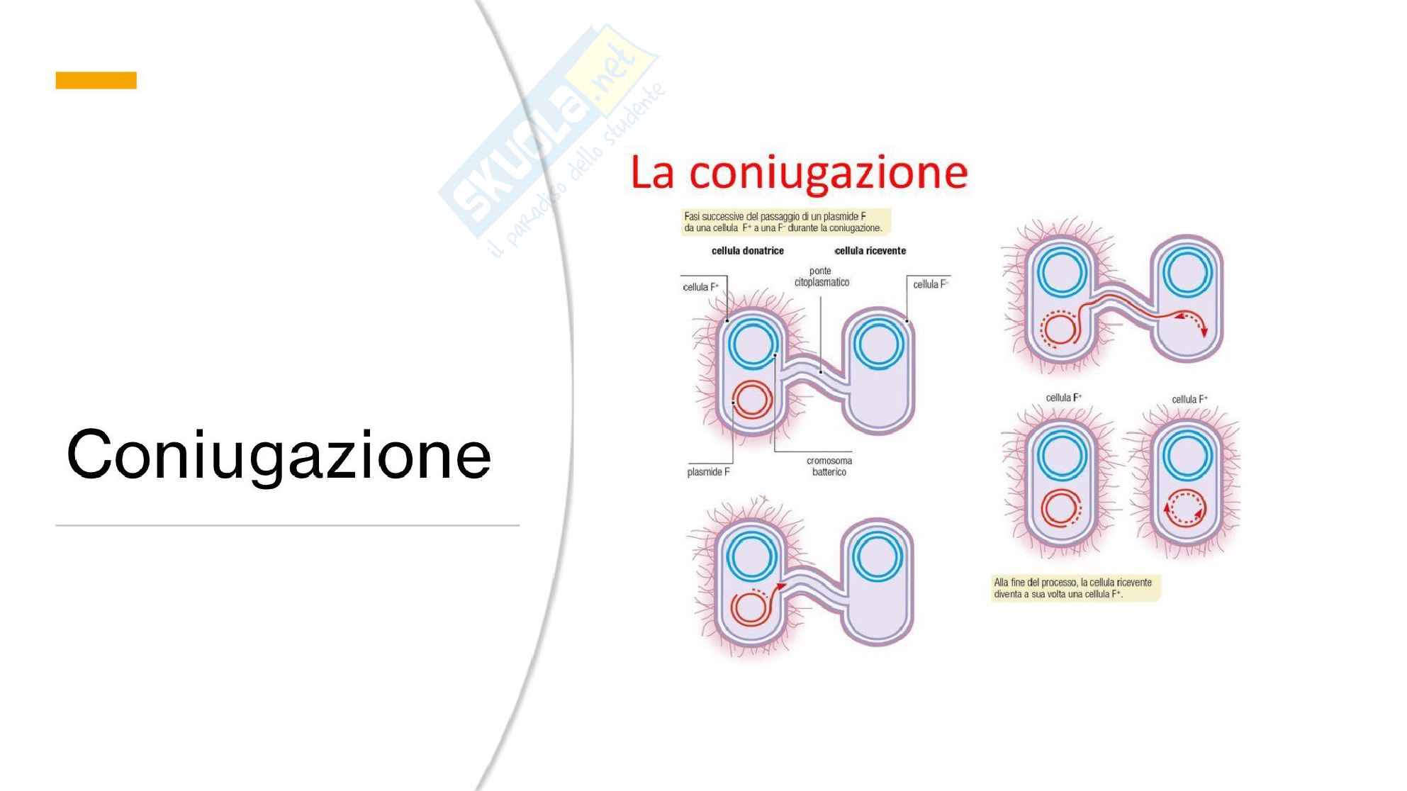 Microbiologia generale Pag. 21