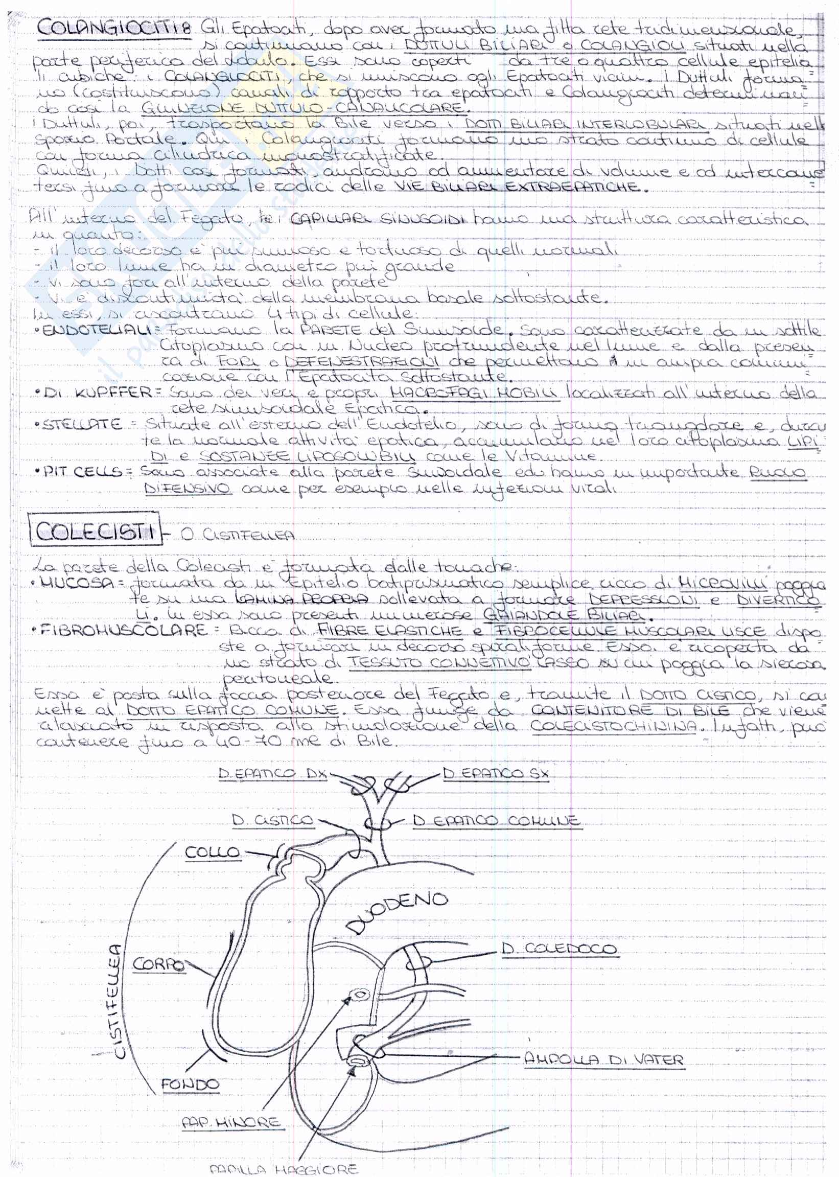 Riassunto esame Anatomia, prof. Ripani, libro consigliato Anatomia Clinica, Marinozzi, Gaudio, Ripani: quarto esonero Pag. 16