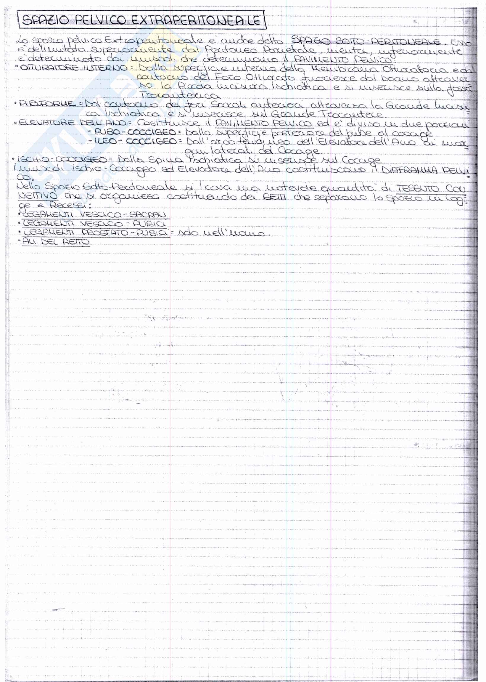 Riassunto esame Anatomia, prof. Ripani, libro consigliato Anatomia Clinica, Marinozzi, Gaudio, Ripani: quarto esonero Pag. 26