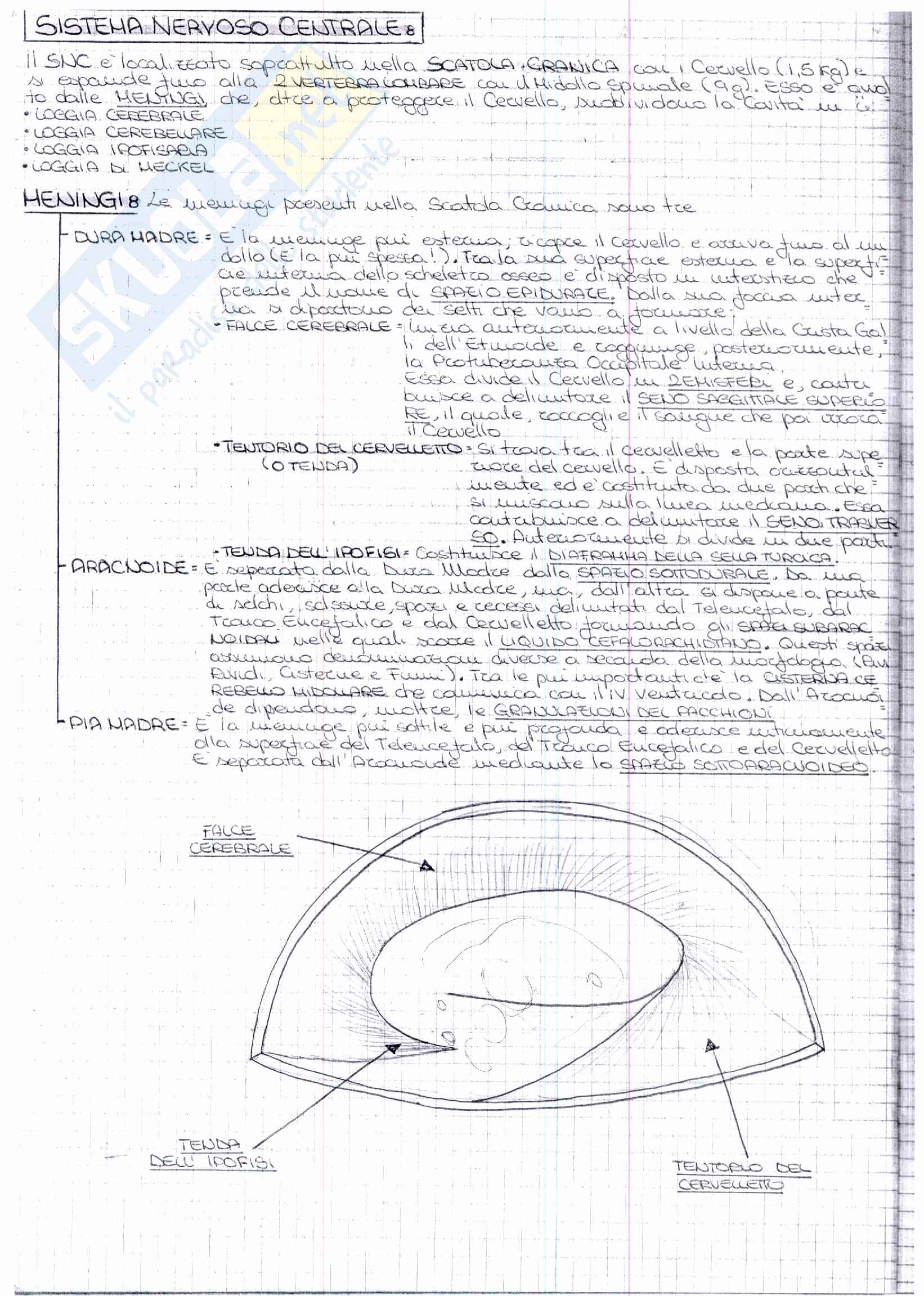 Riassunto esame Anatomia, prof. Ripani, libro consigliato Anatomia Clinica, Marinozzi, Gaudio, Ripani: quarto esonero Pag. 36