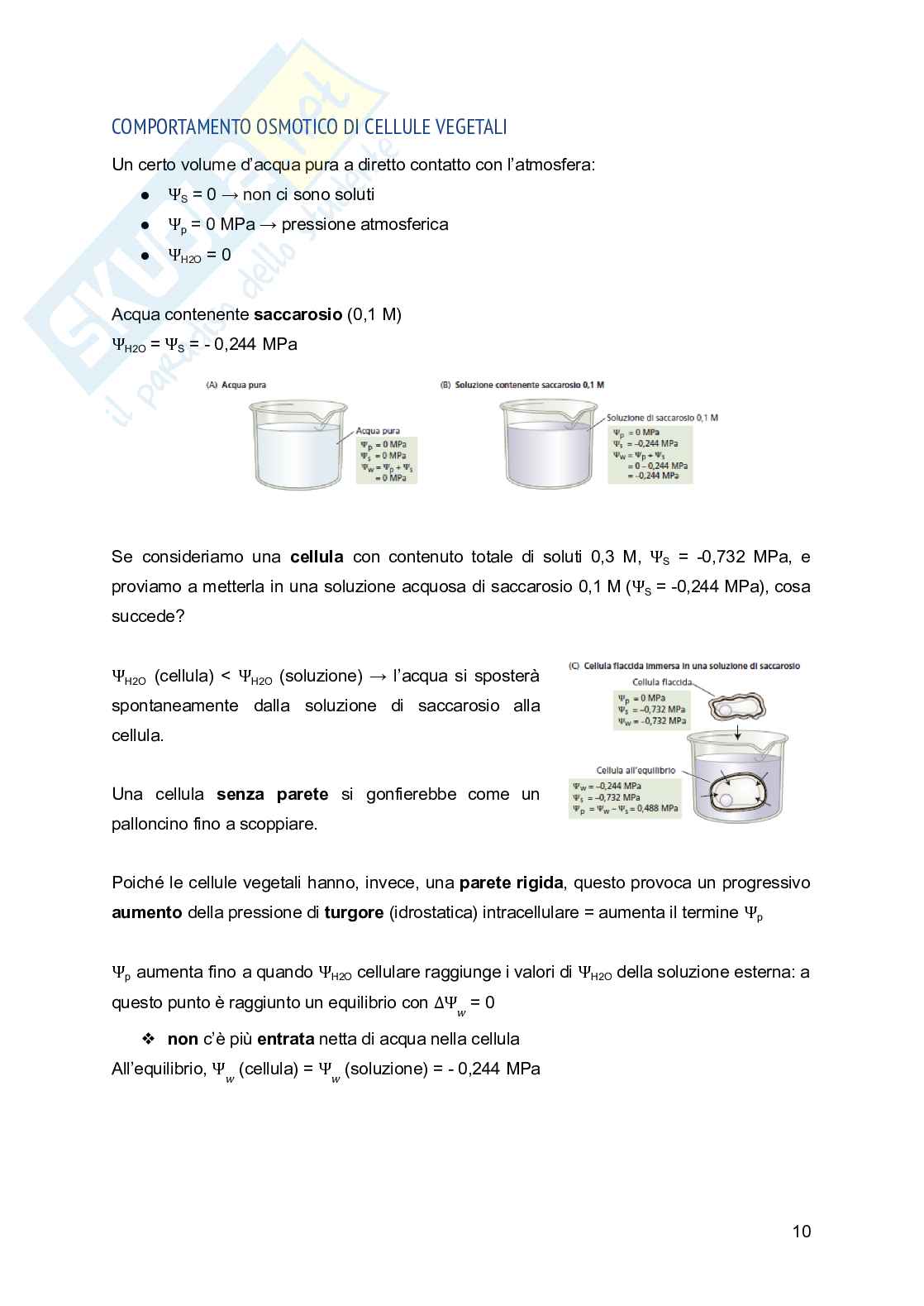 Appunti di Fisiologia vegetale Pag. 11
