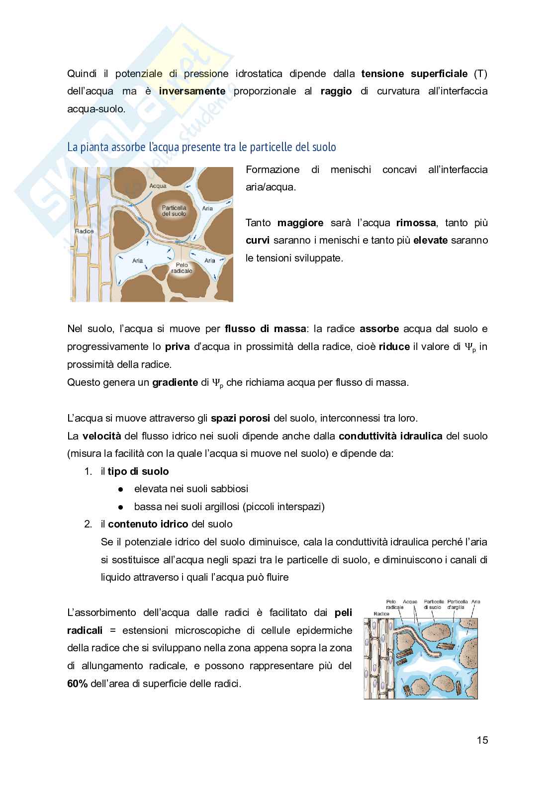 Appunti di Fisiologia vegetale Pag. 16